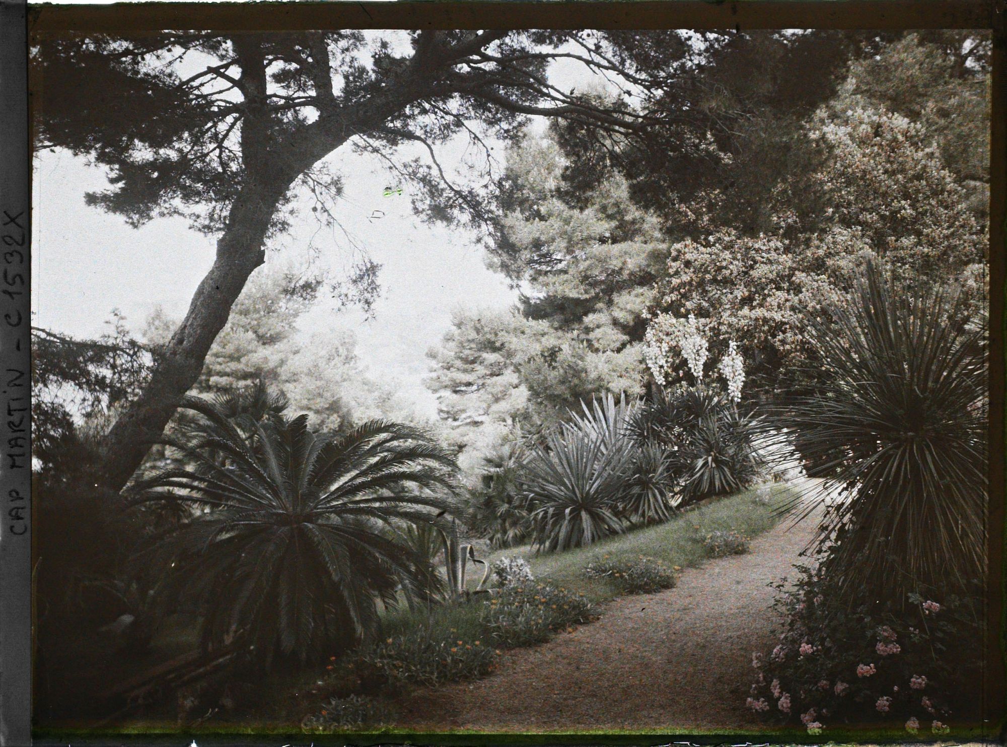 Image représentant Une partie du jardin de la villa Miramar, vue en direction de Monaco