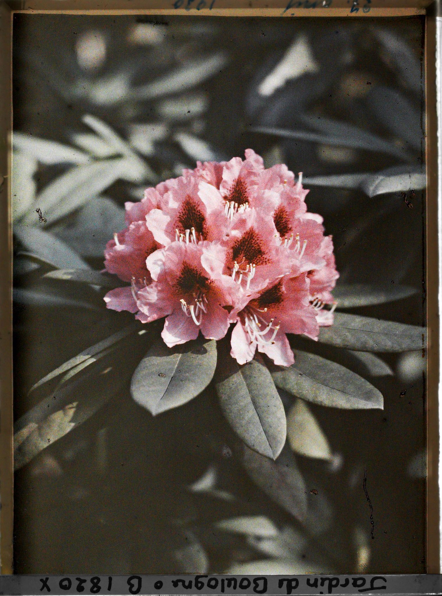 Image représentant Rhododendron en fleur