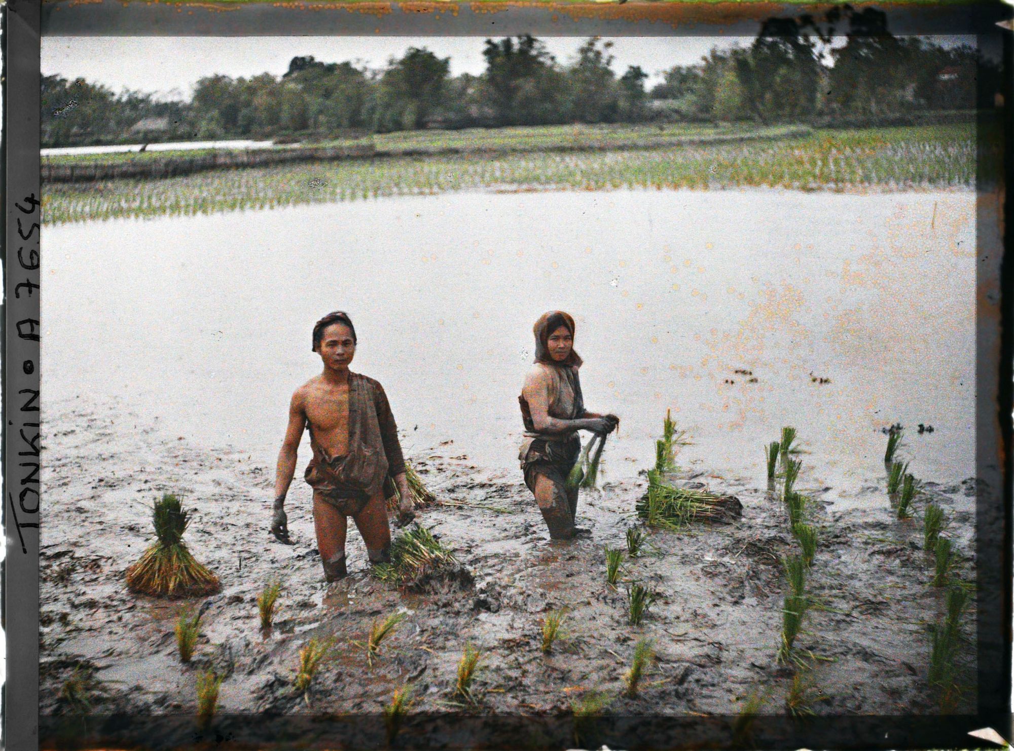 Image représentant Le repiquage du riz pour la récolte de juin
