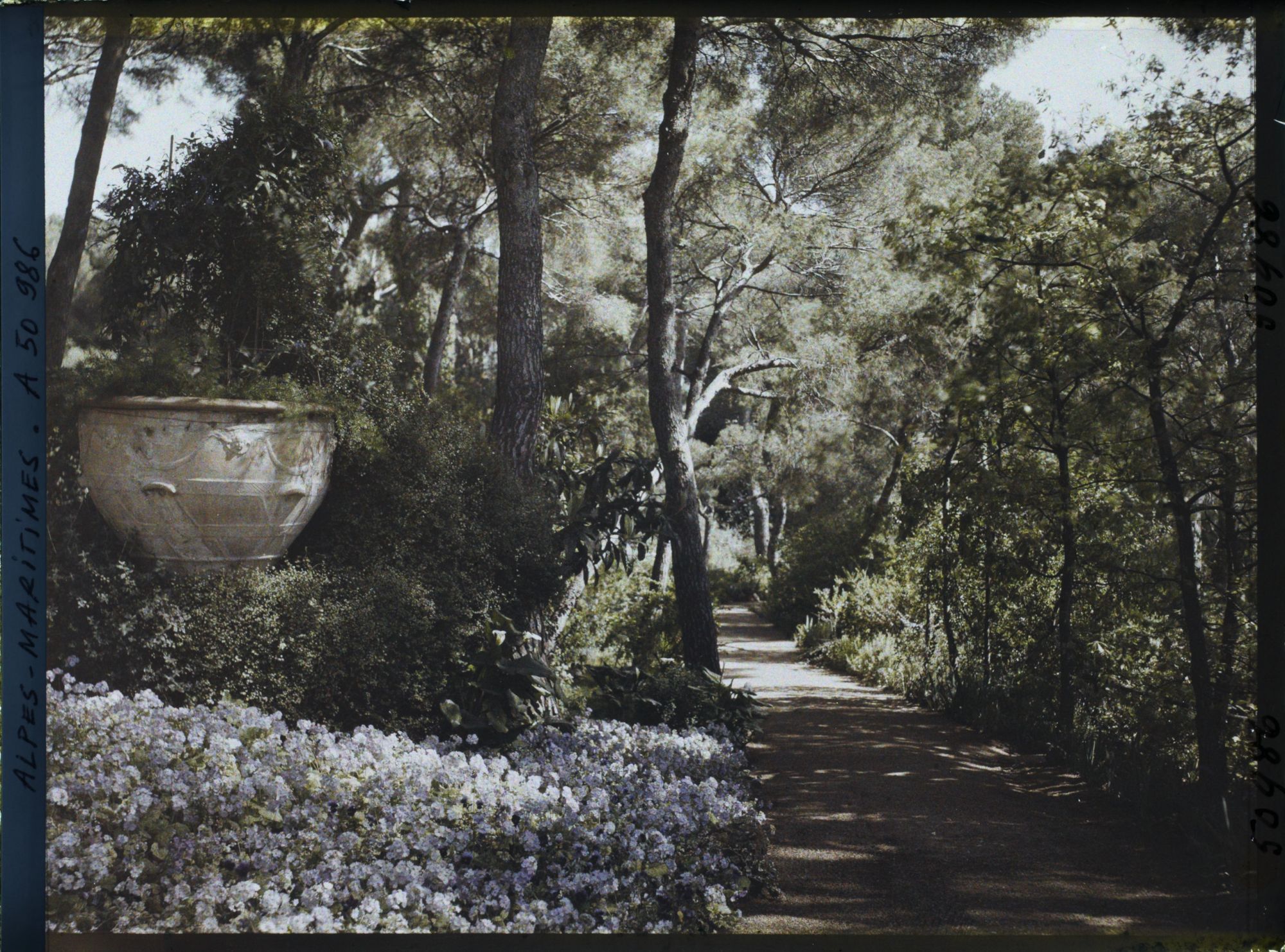 Image représentant Elément décoratif et parterre fleuri au bord d'une allée de pinède, dans le jardin de la villa Cypris