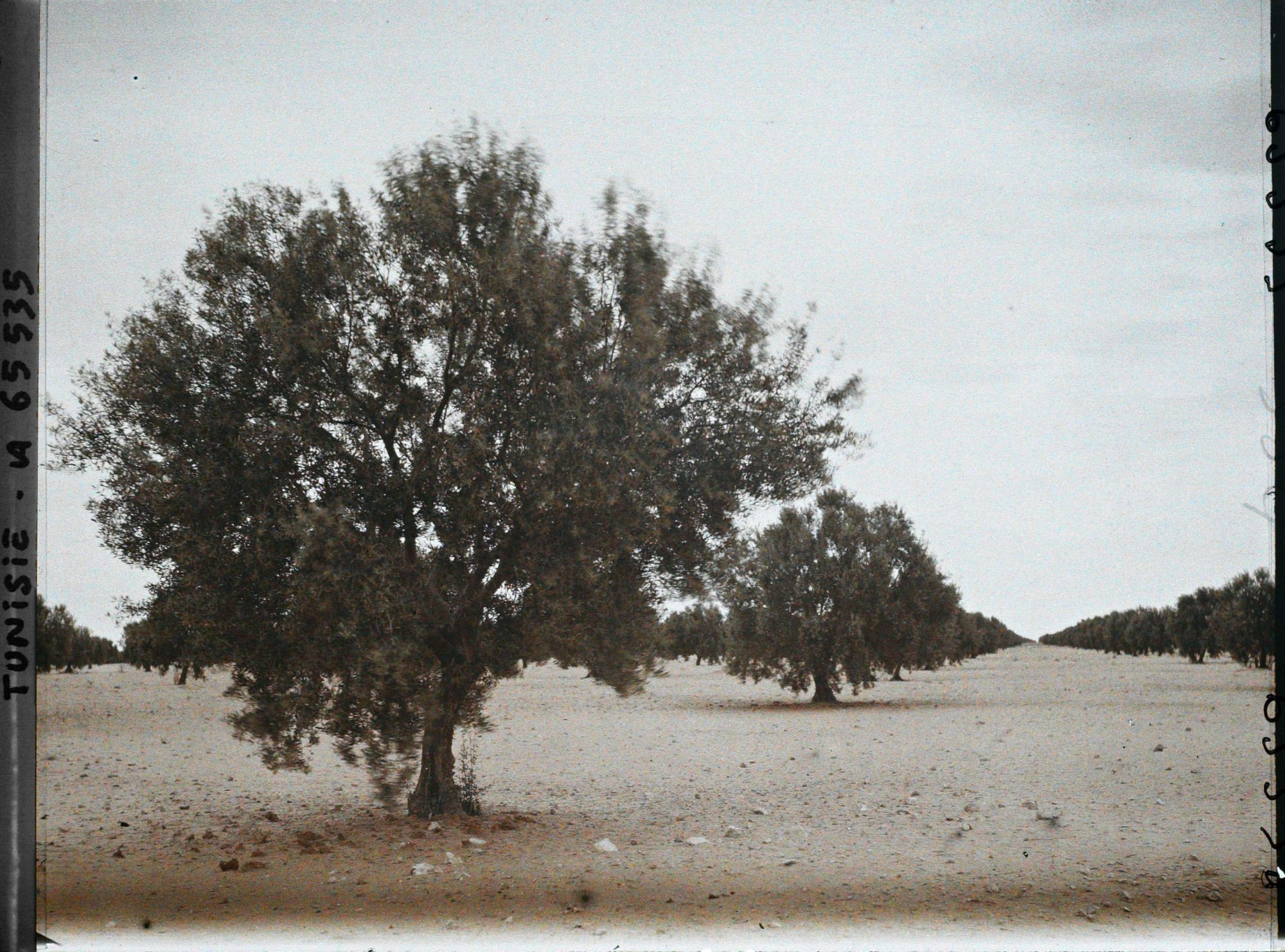 Image représentant Oliviers de 20 ans