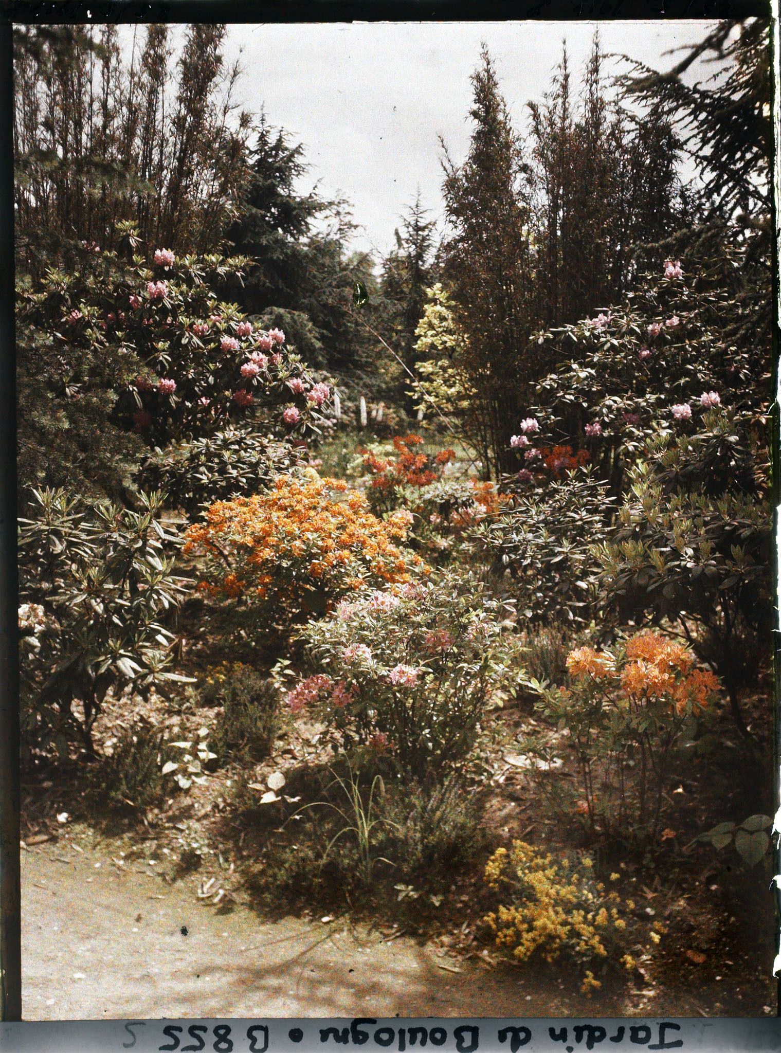 Image représentant Azalées et rhododendrons près du marais