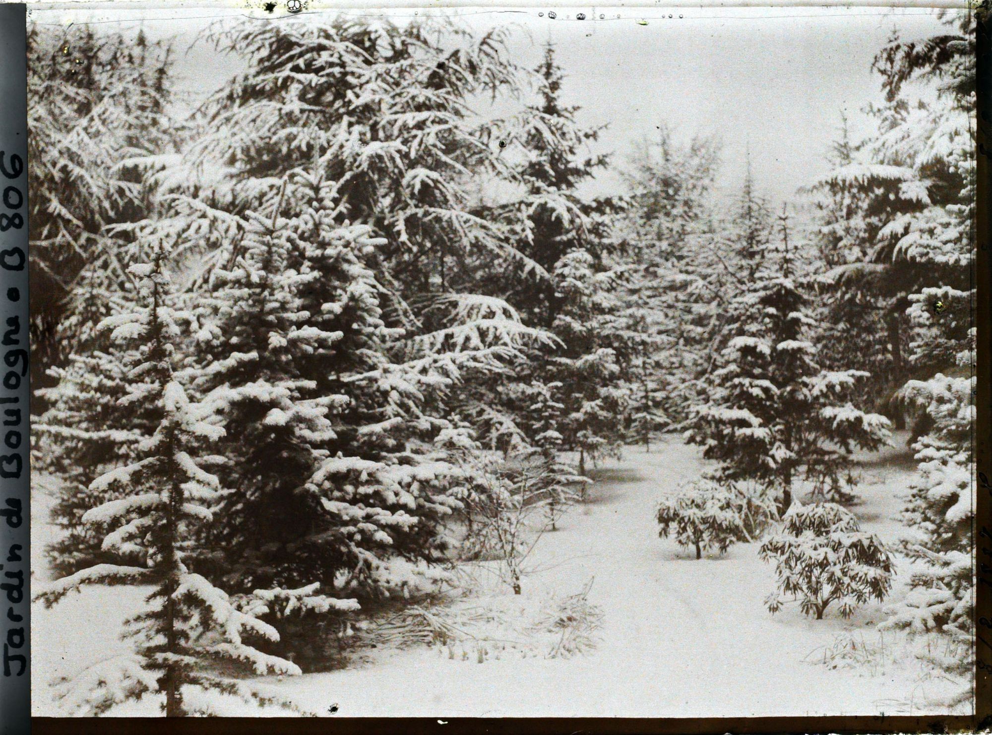 Image représentant la forêt bleue sous la neige