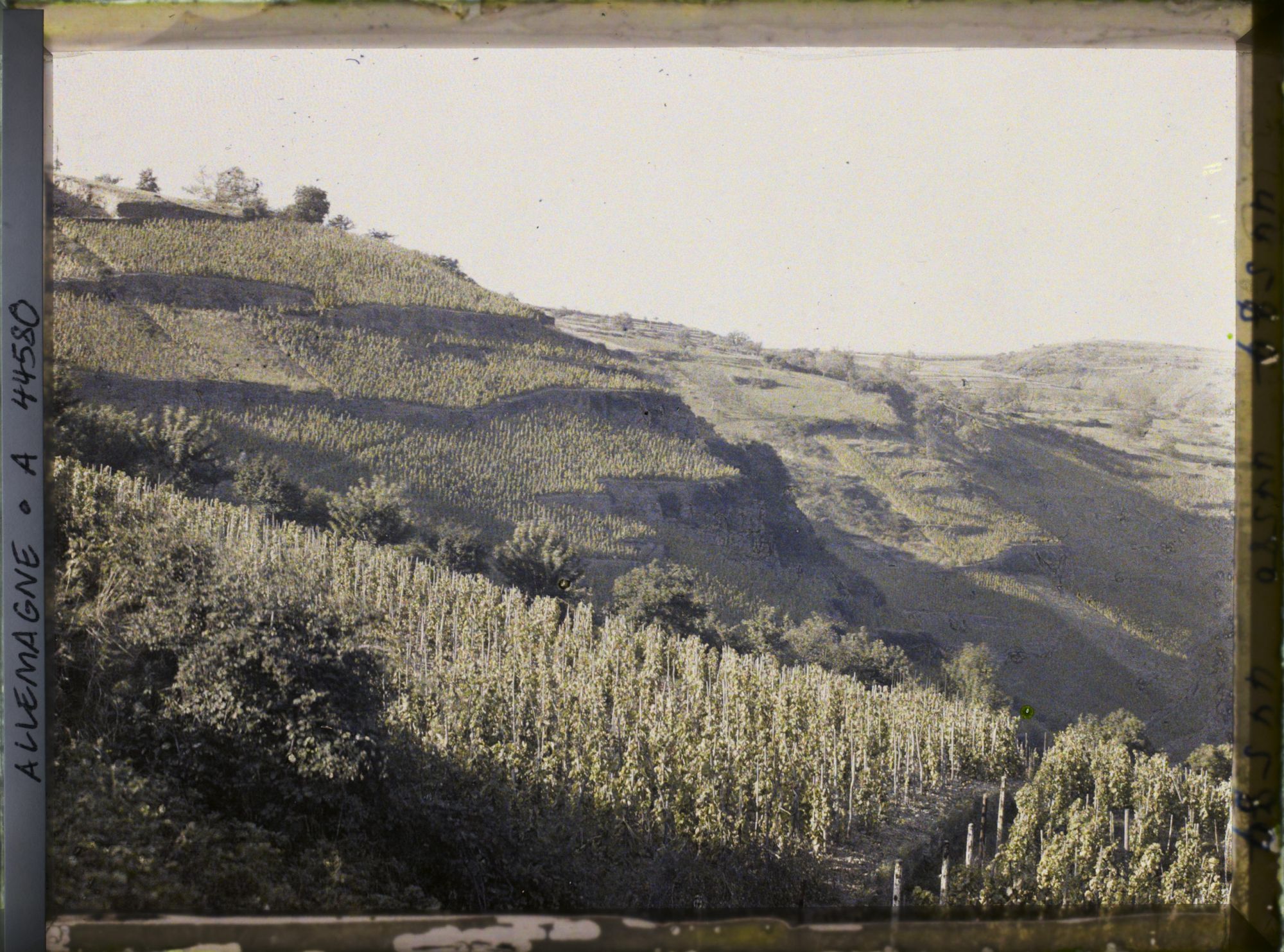 Image représentant Allemagne, Oberwesel, Vignes