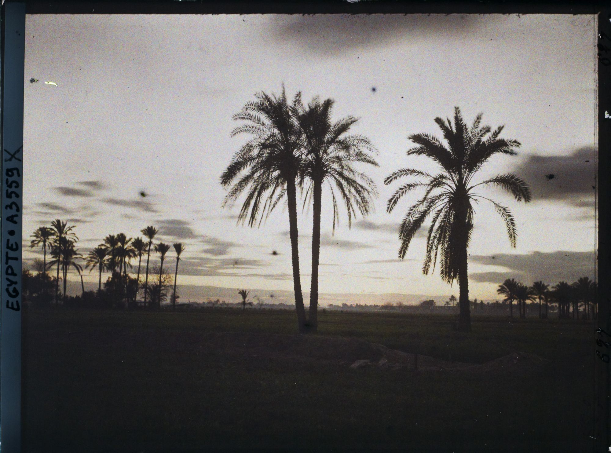 Image représentant Palmier aux alentours du Caire au crépuscule