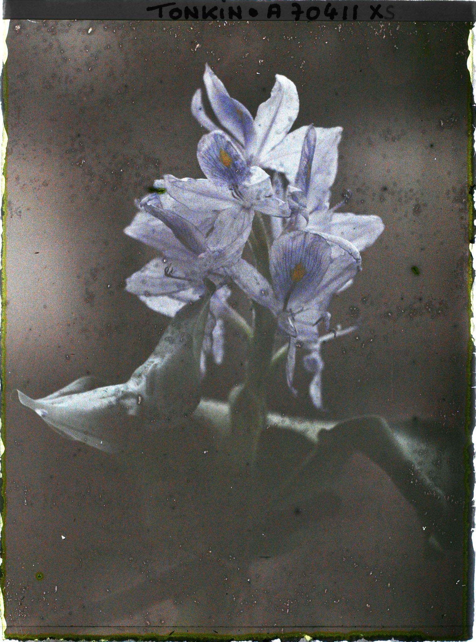 Image représentant Un iris