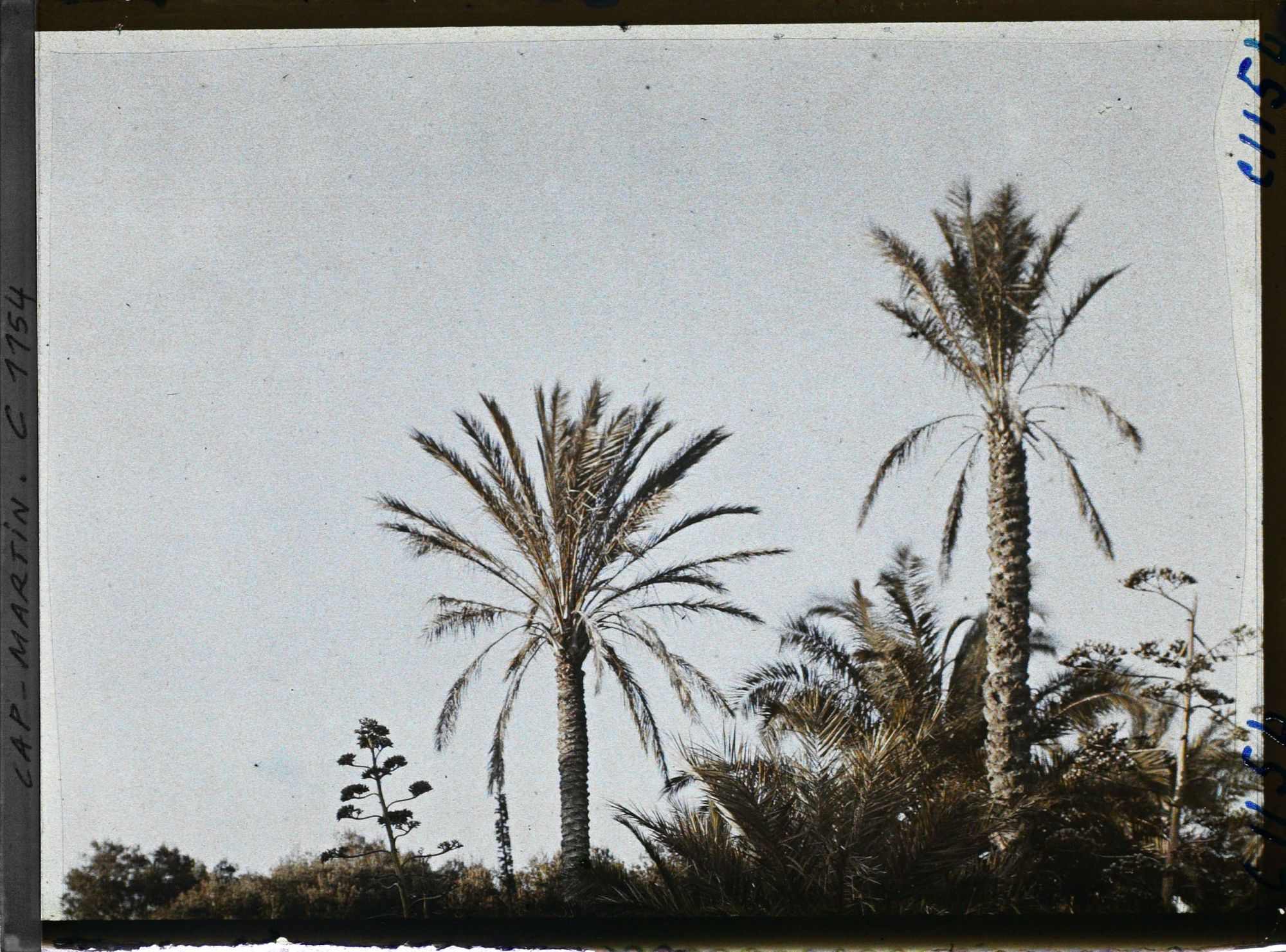 Image représentant le jardin