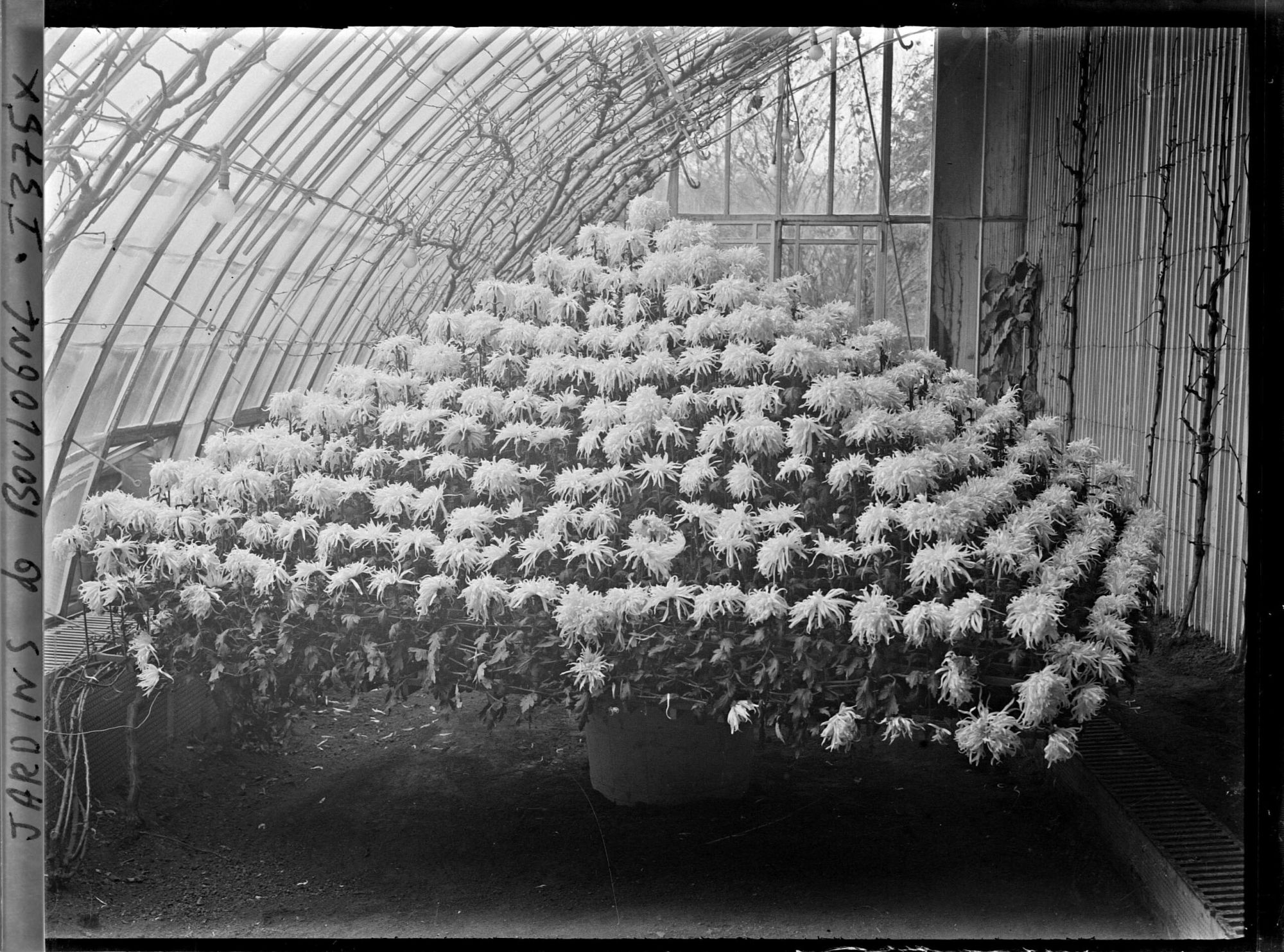 Image représentant Composition florale constituée de chrysanthèmes, dans une des serres adjacentes au jardin d'hiver