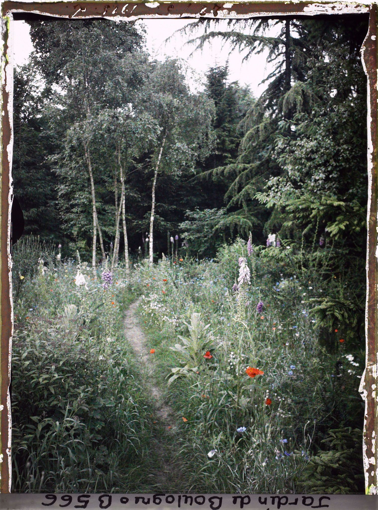 Image représentant Prairie en fleurs au coeur de la forêt dorée