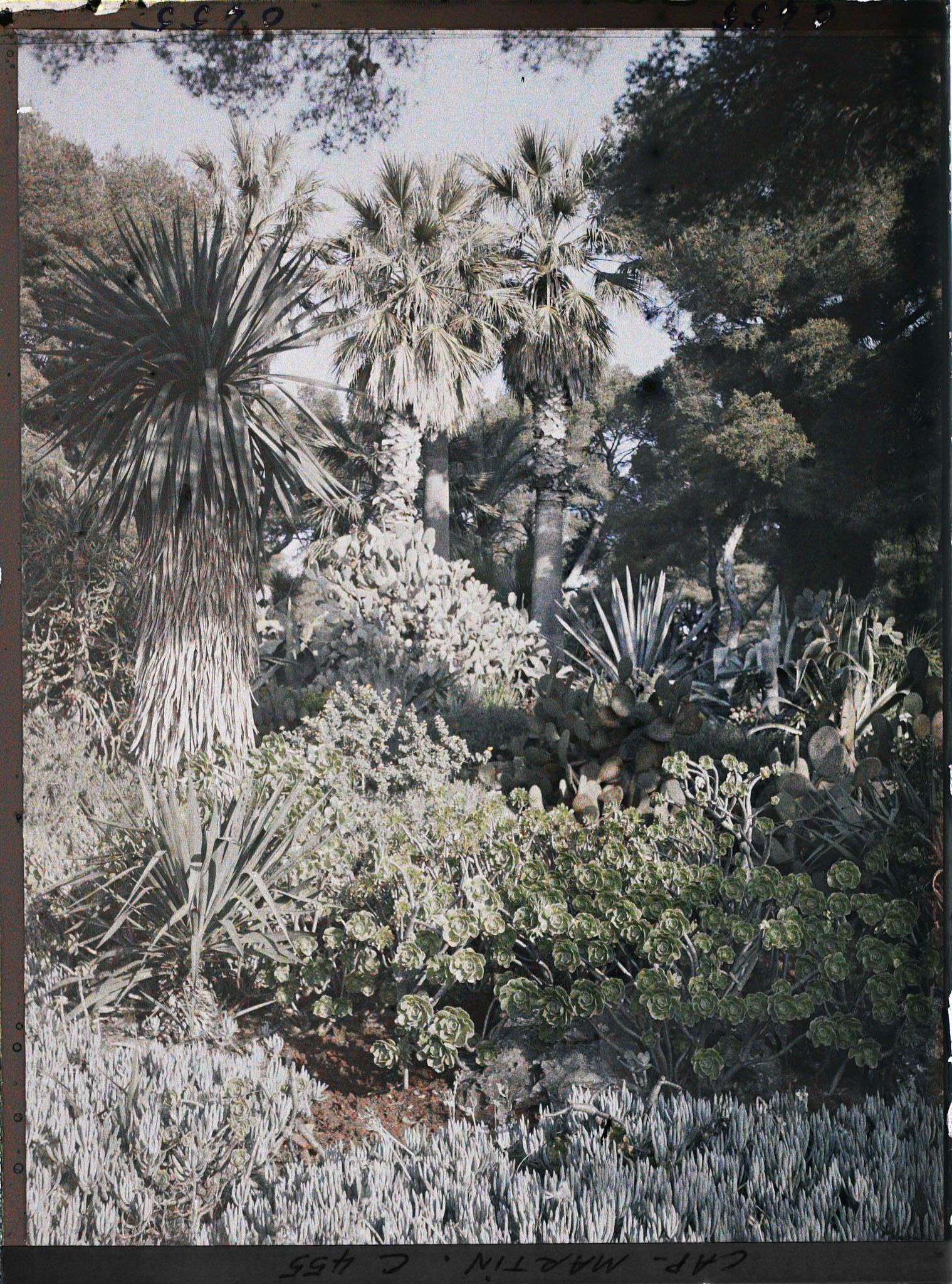 Image représentant Cap Martin Le Jardin