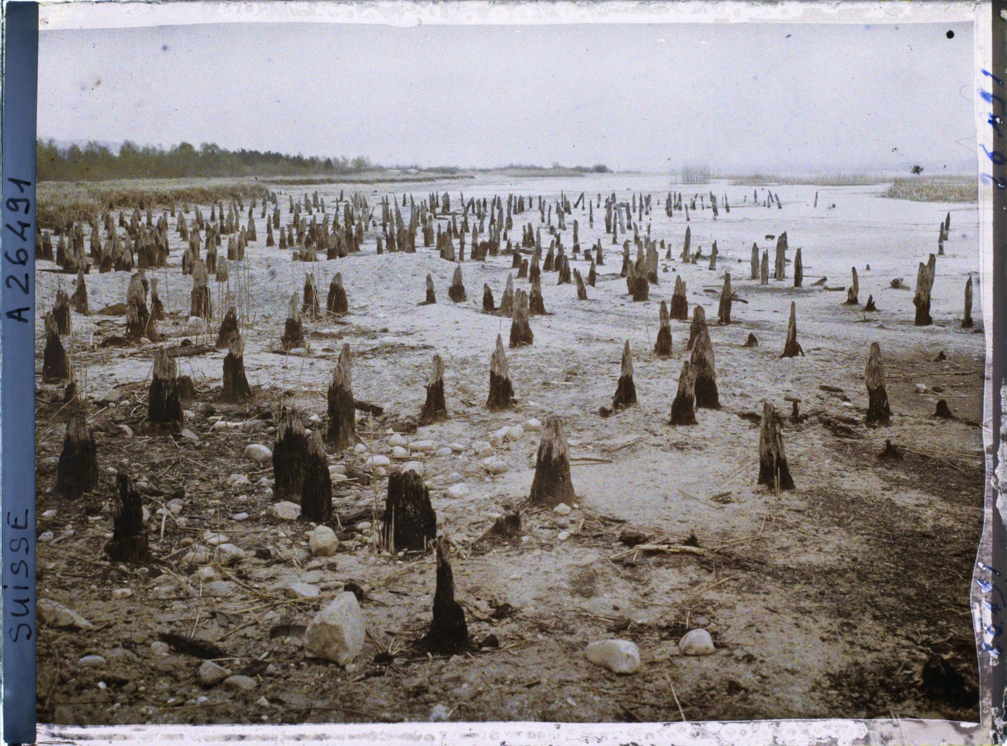 Image représentant Site palafittique préhistorique des Alpes, pieux en bois visibles lors de la baisse des eaux après la grande sécheresse de 1921