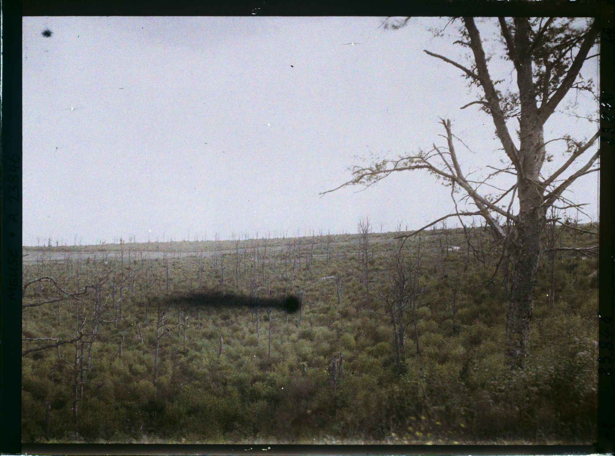 Image représentant France, Souville, Les bois près du fort de Souville