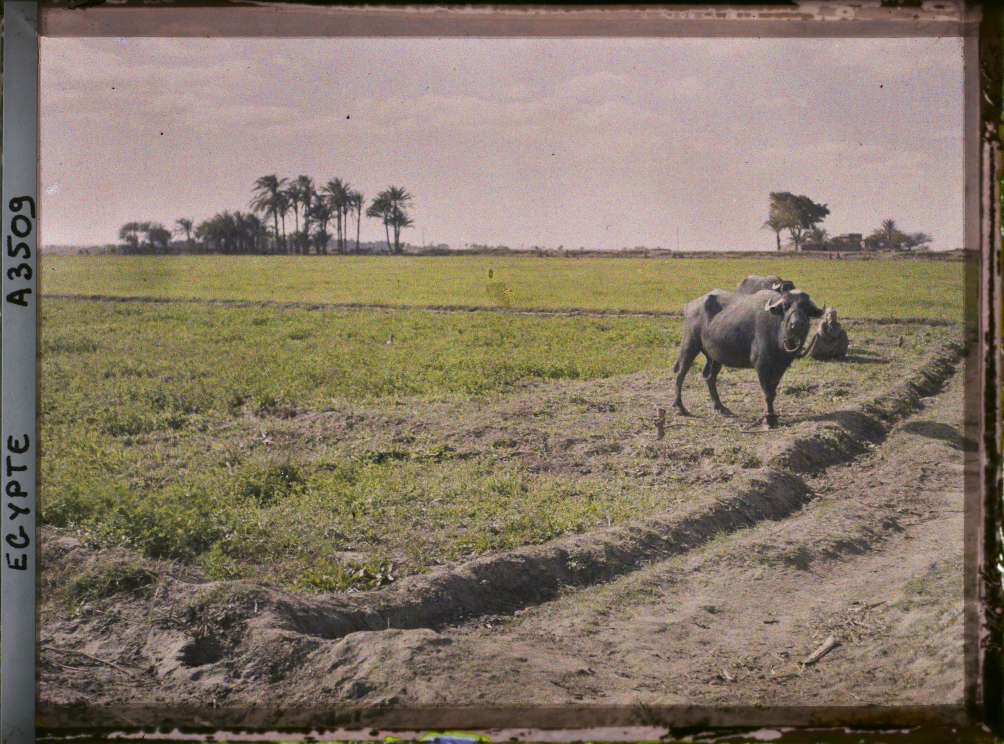 Image représentant Buffles au paturage emmenés par des enfants bergers
