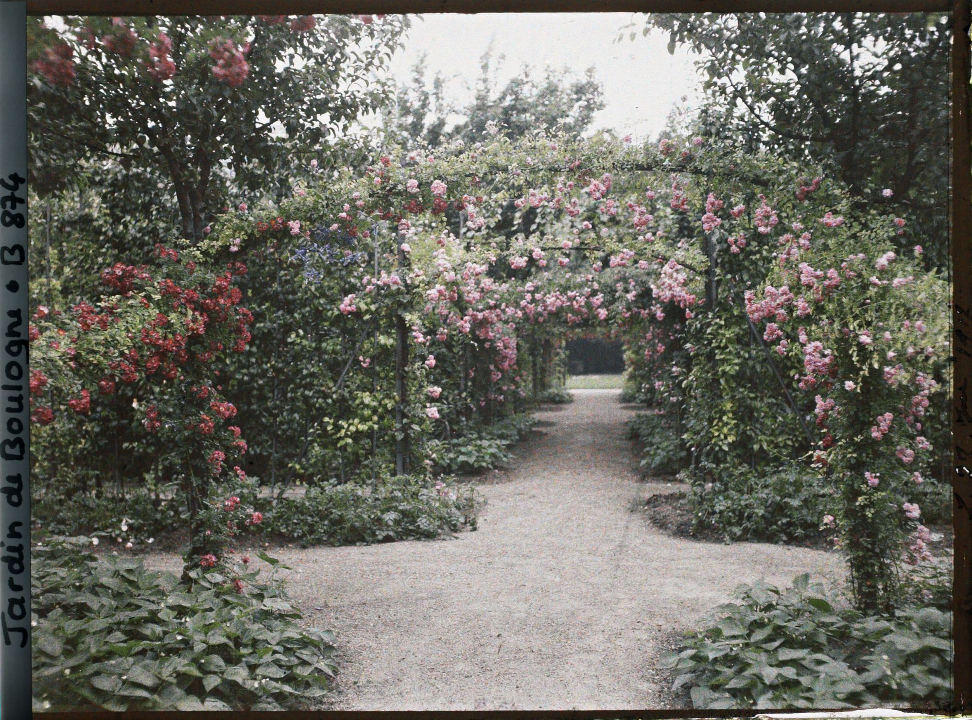 Image représentant Axe central du verger-roseraie bordé de légumes, vu vers l'est, au second carrefour côté dépendance