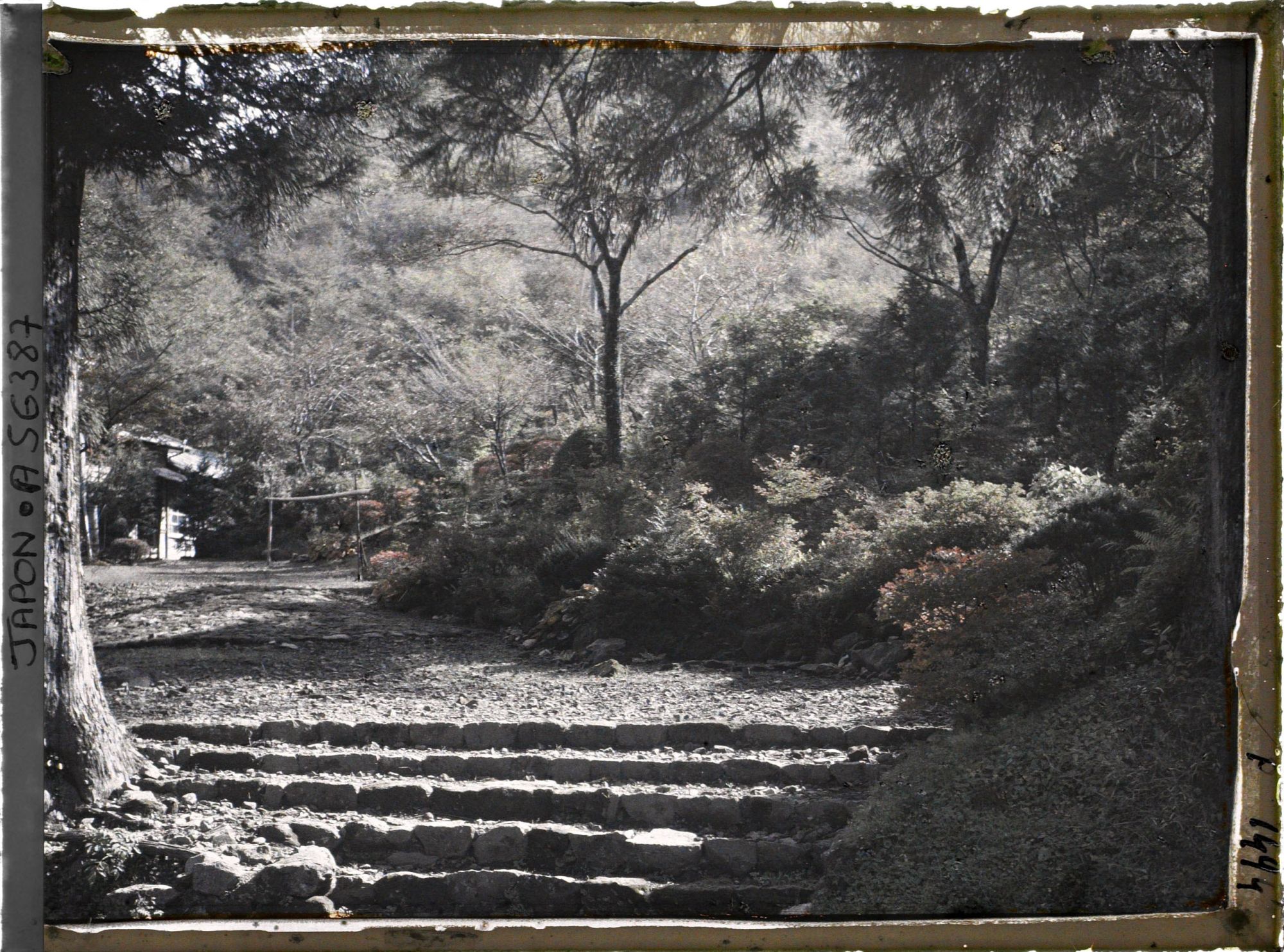 Image représentant Un sous-bois aux abords du lac Ashinoko