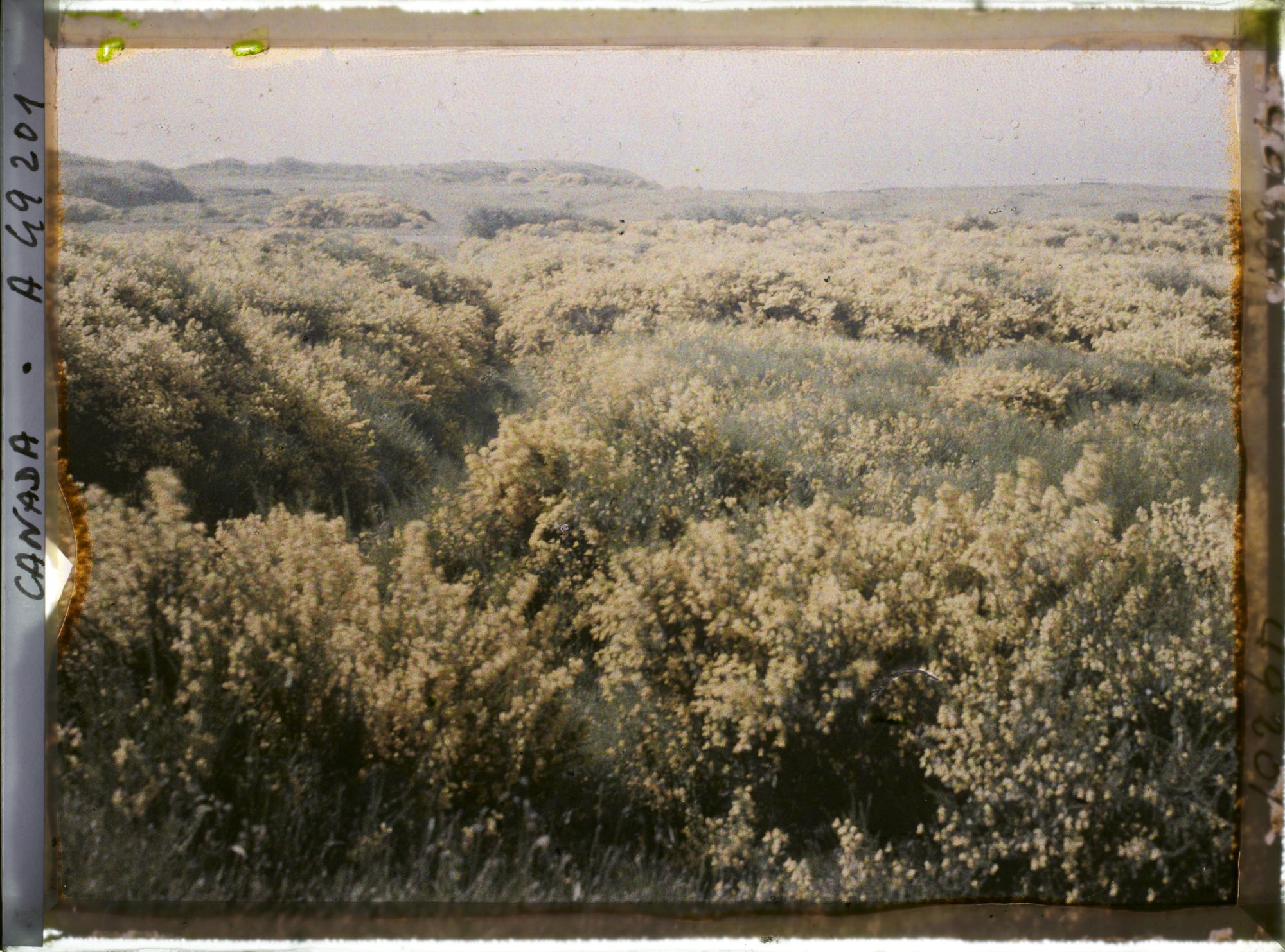 Image représentant Canada, Victoria, Beaconhill parc, autre vue