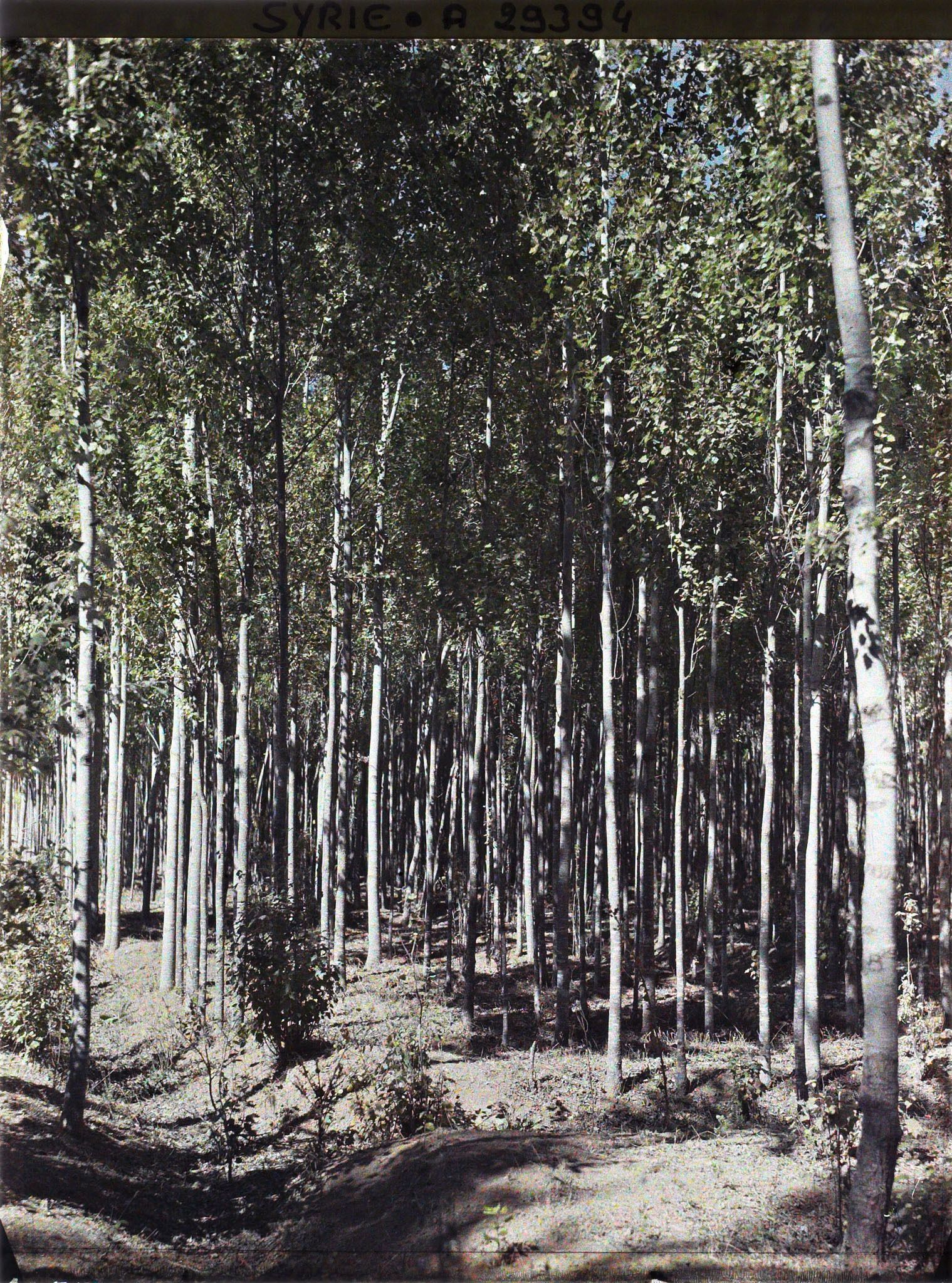 Image représentant Des peupliers