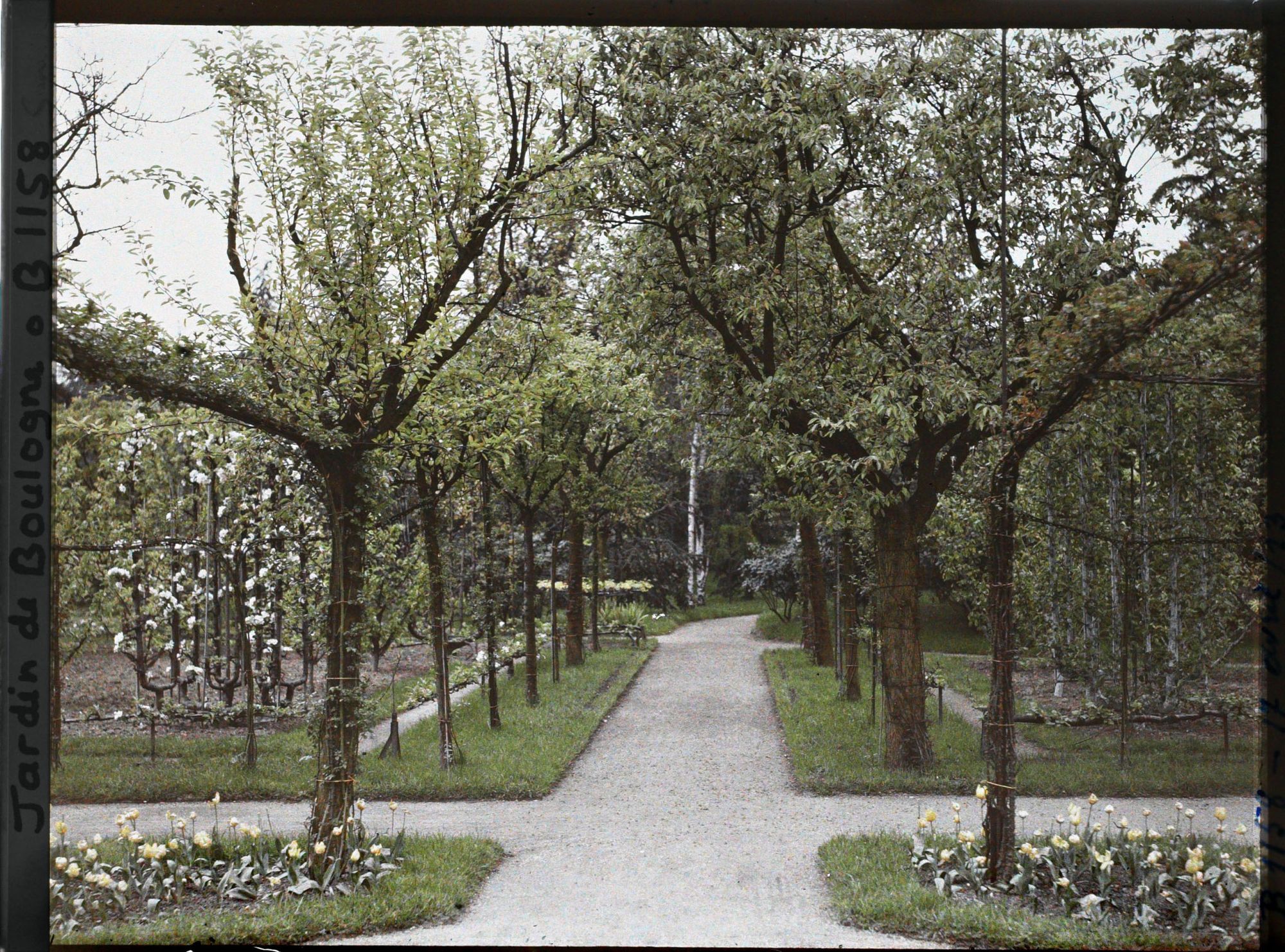 Image représentant Allée verdoyante du verger-roseraie, entre le rond-point proche du jardin français et la forêt bleue