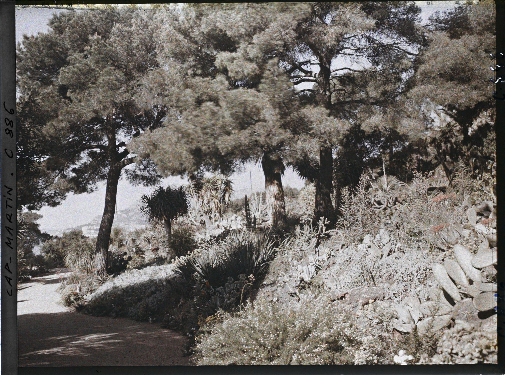 Image représentant Une allée du jardin