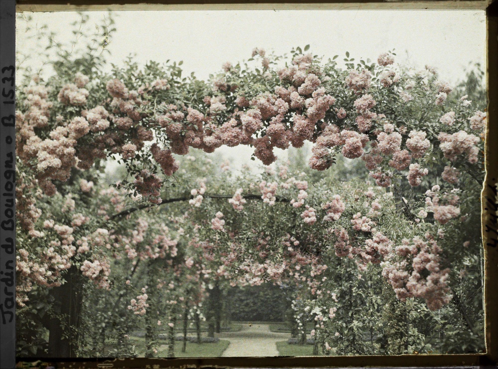 Image représentant Arches de roses sur l'axe central du verger-roseraie vu vers le rond-point proche de la dépendance