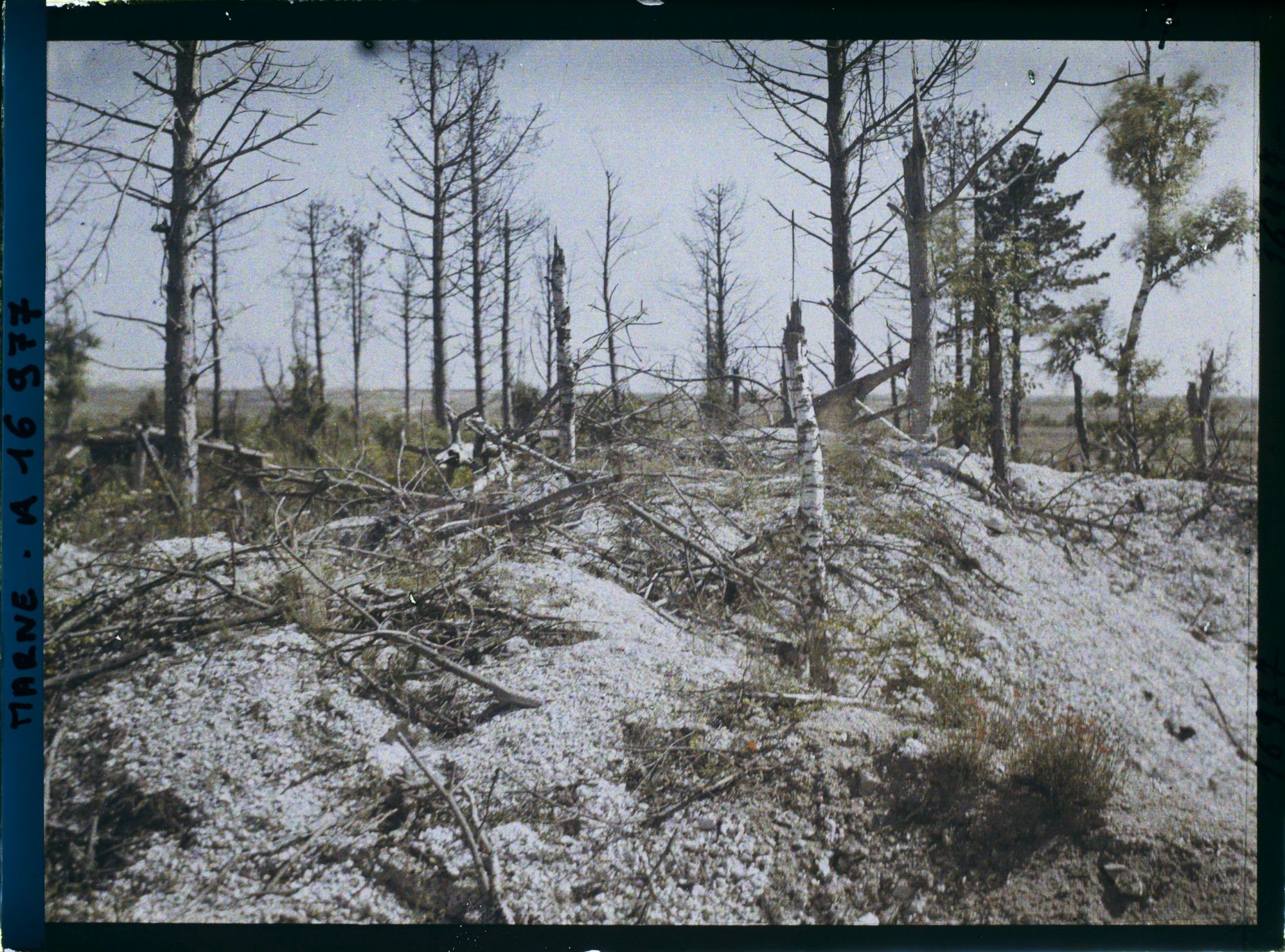 Image représentant France, Mauroy, Arbres déchiquetés par les Obus