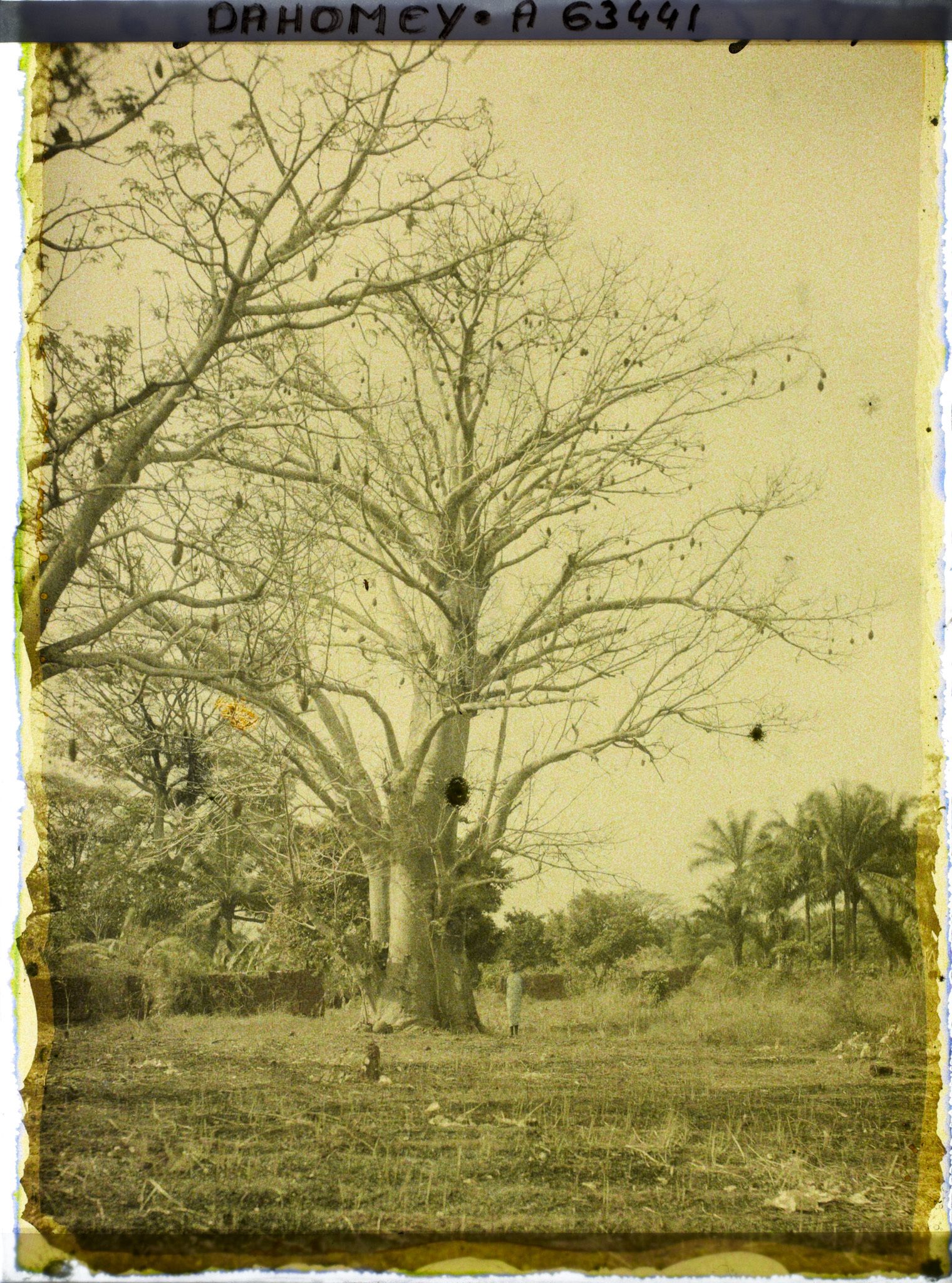 Image représentant Un baobab