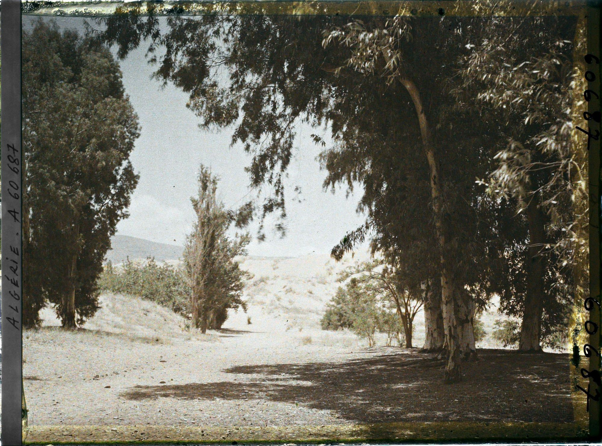 Image représentant Plantations d'arbres pour fixer la dune
