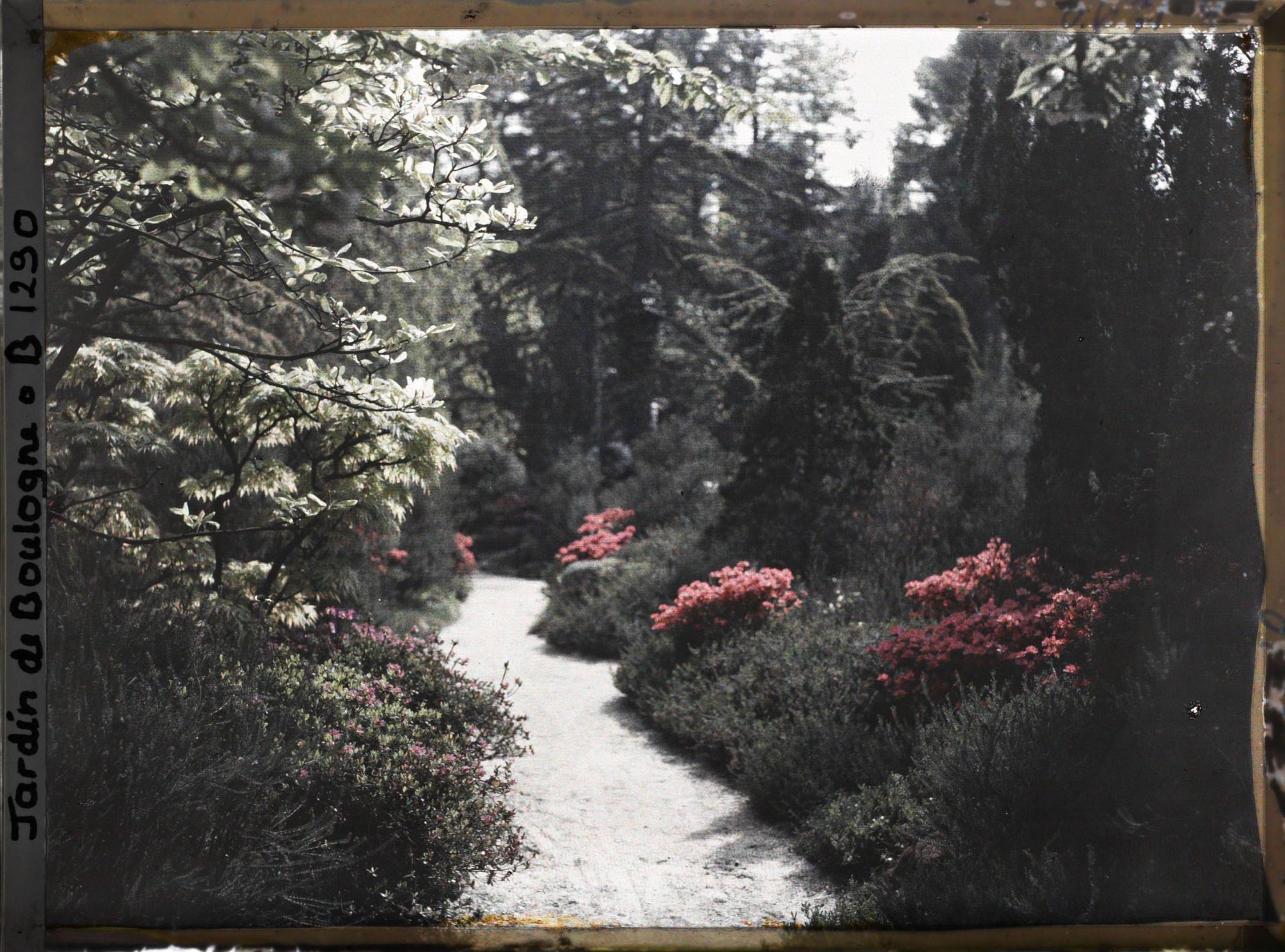 Image représentant Chemin ponctué d'arbustes et d'azalées, proche du torii et des ponts du " sanctuaire japonais "