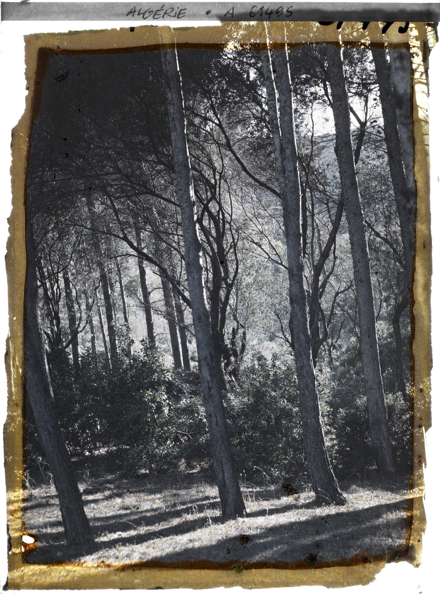Image représentant Sous-bois dans le djebel Gouraya
