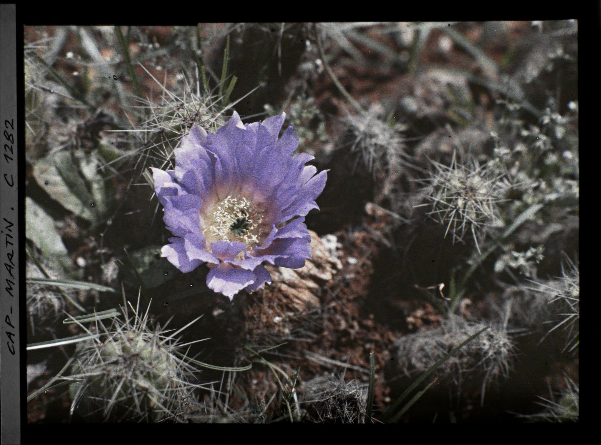 Image représentant Fleur violette de cactus épanouie