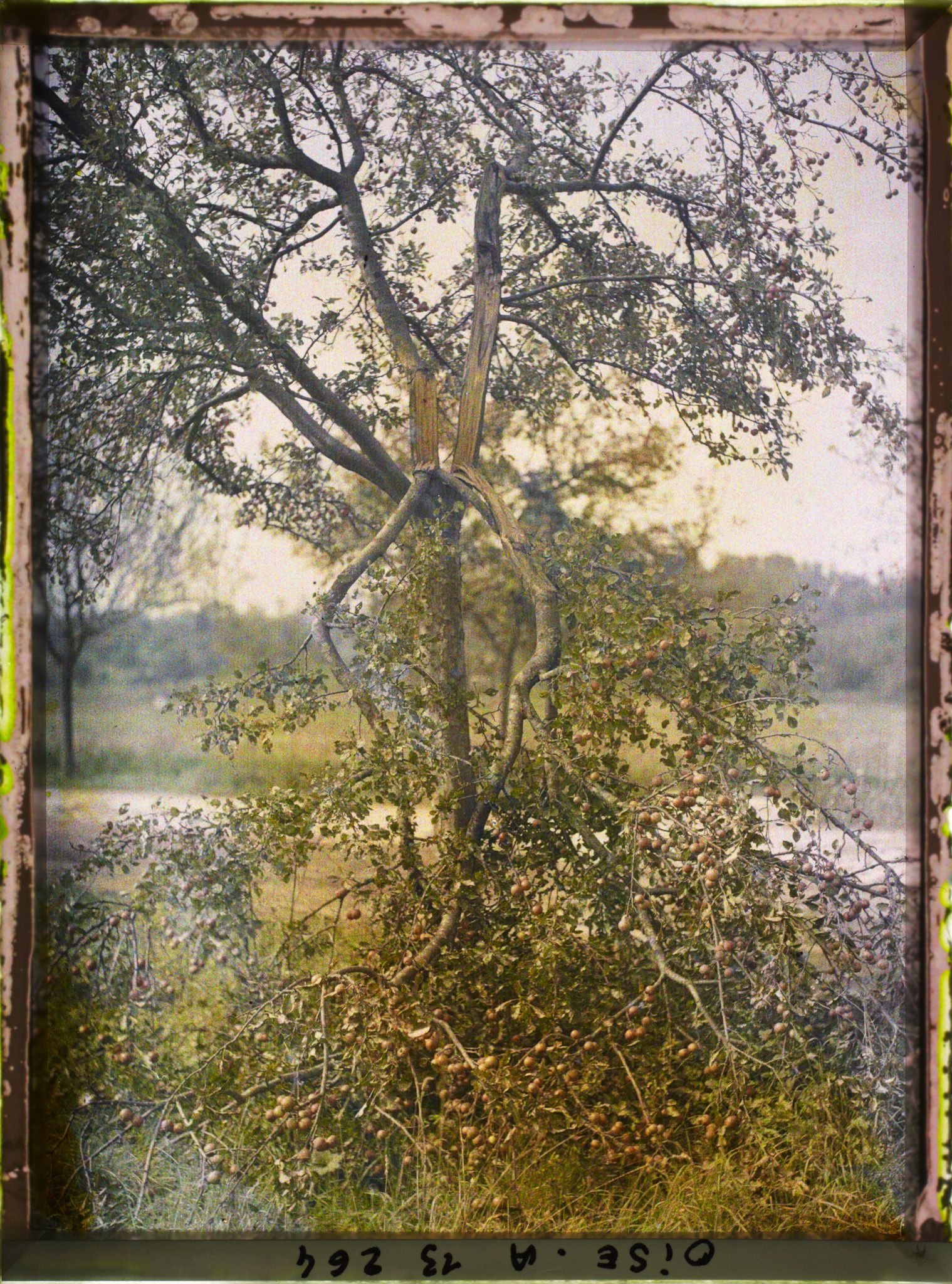 Image représentant France, Passel, Pommiers Coupés par les boches, ayant porté leurs fruits