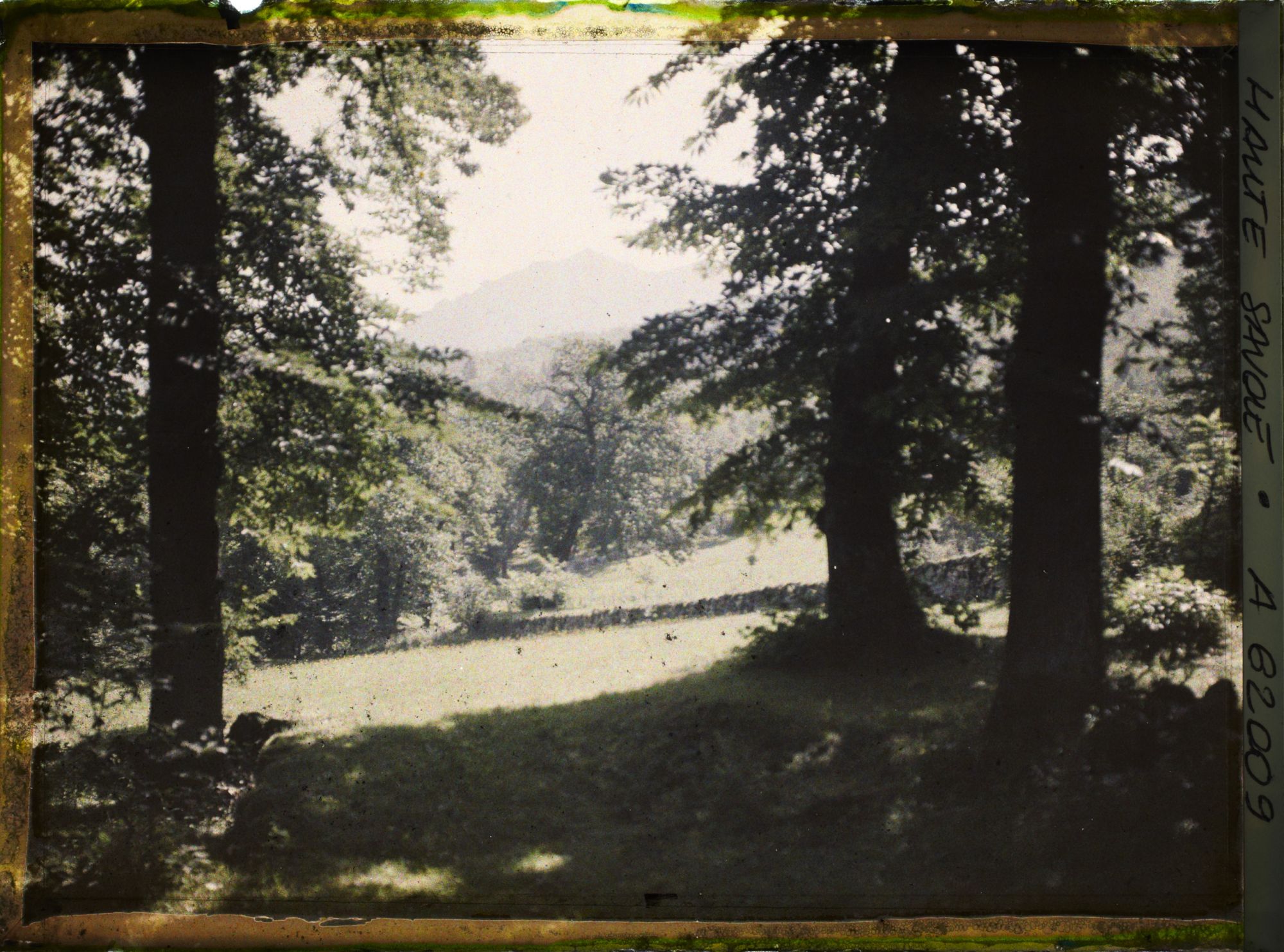 Image représentant Hte Savoie, Lugrin-Tourronde, Une chataigneraie
