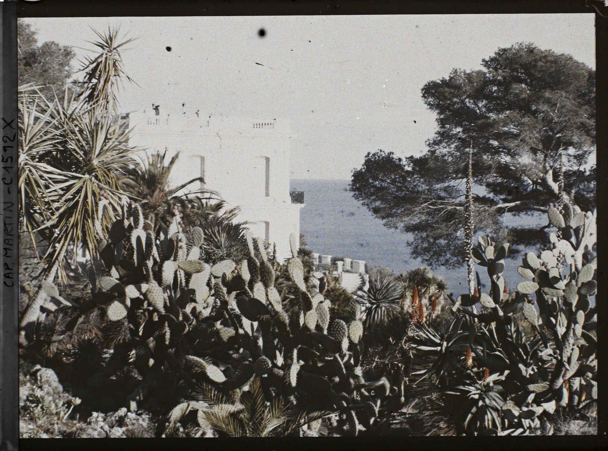 Image représentant Ensemble de plantes exotiques aux abords de la villa Kahn, dite villa Zamir