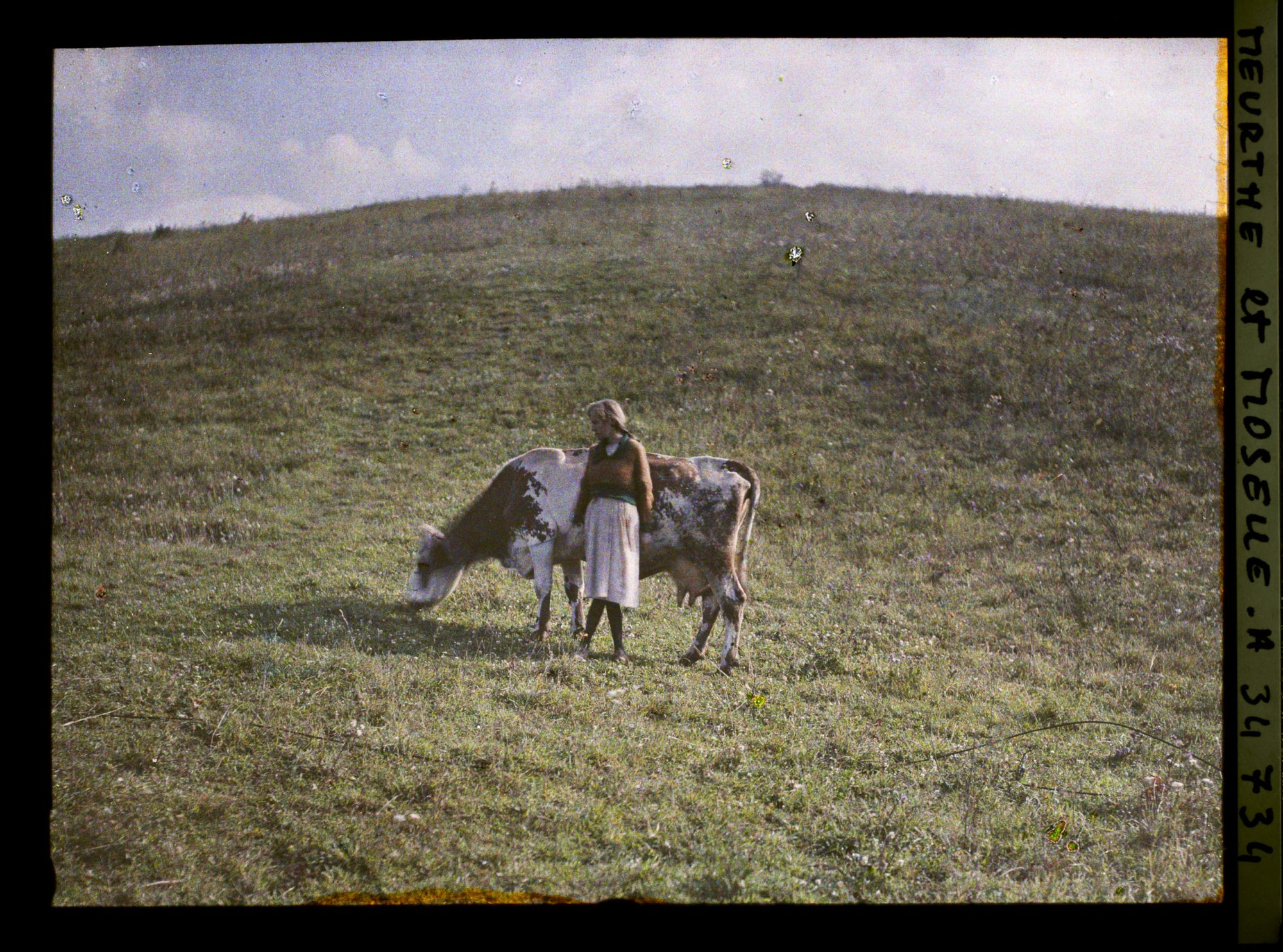 Image représentant France, Thiaucourt, Vaches au pâturage   ; effet du matin