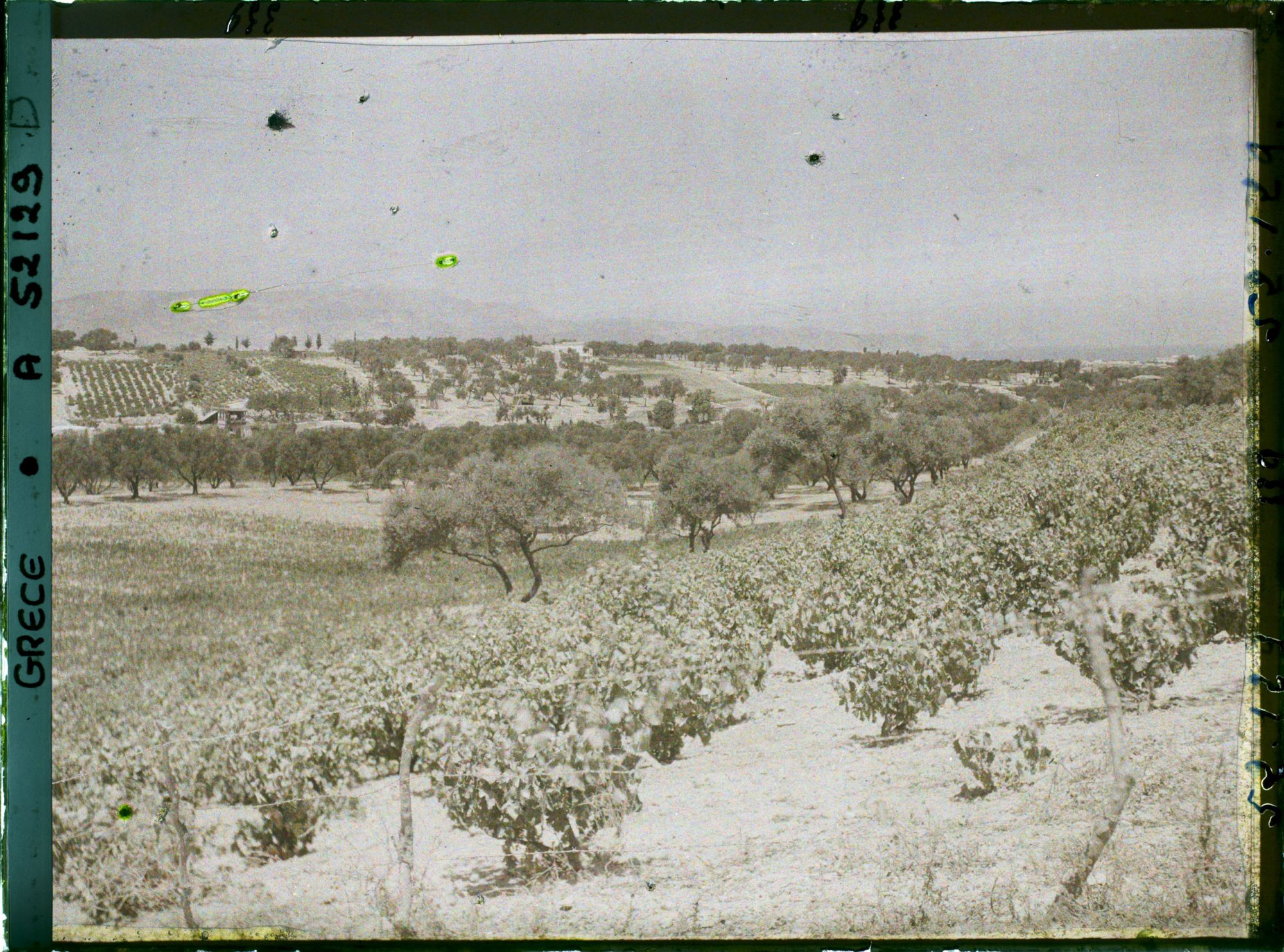 Image représentant Vue sur une plantation de vignes et d'oliviers
