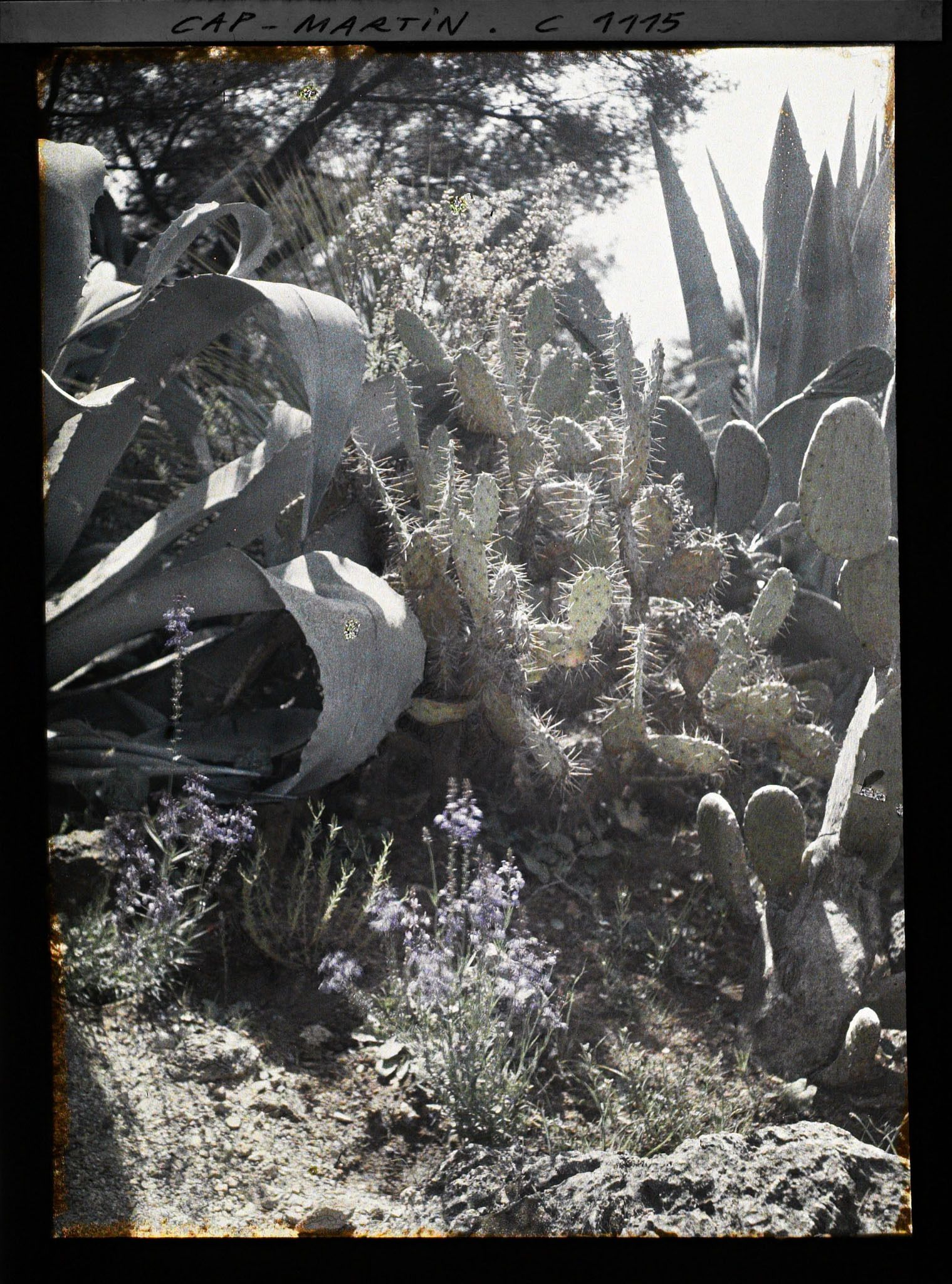 Image représentant Ensemble de plantes dont agaves et opuntias