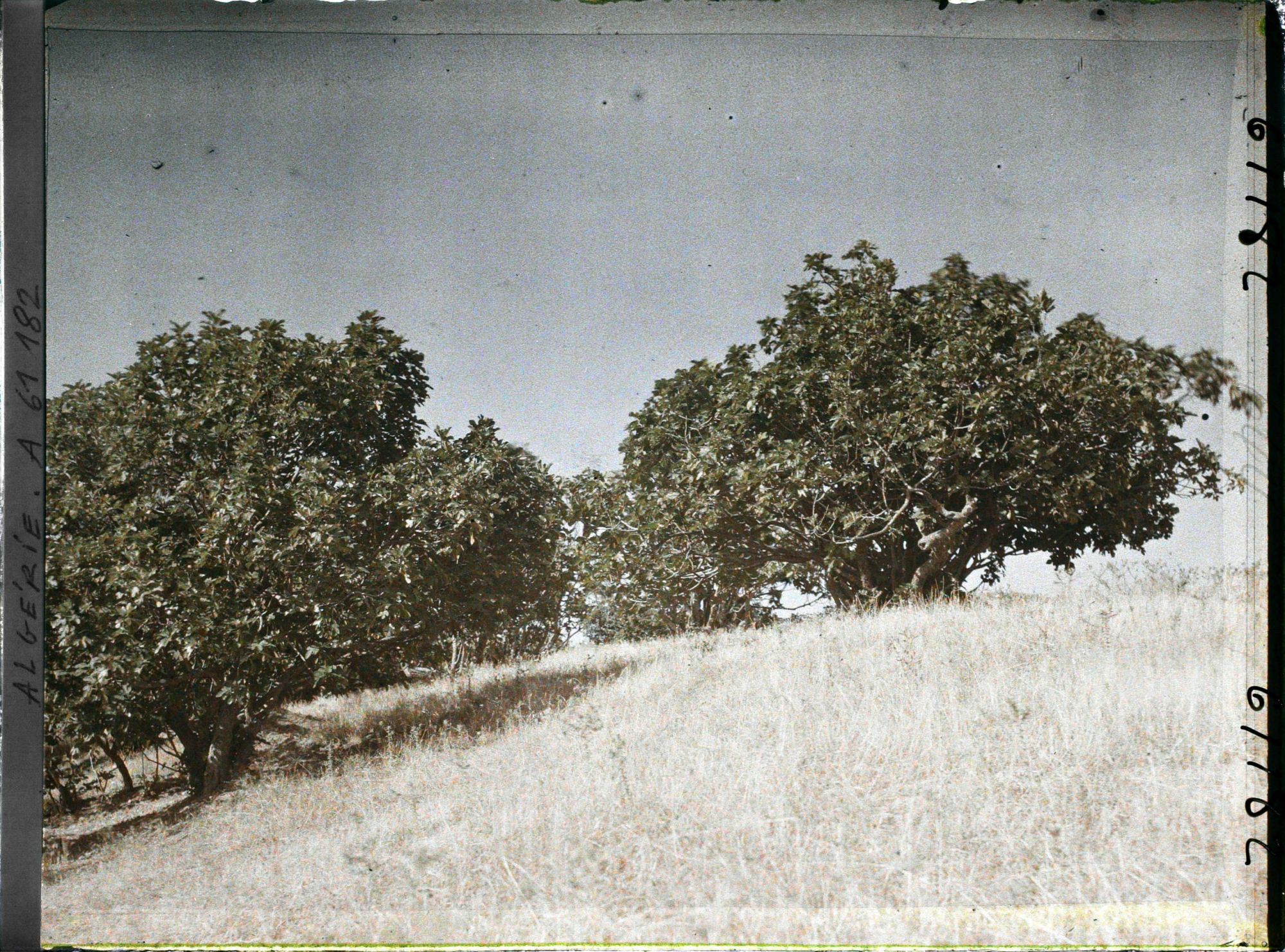 Image représentant Plantation de figuiers