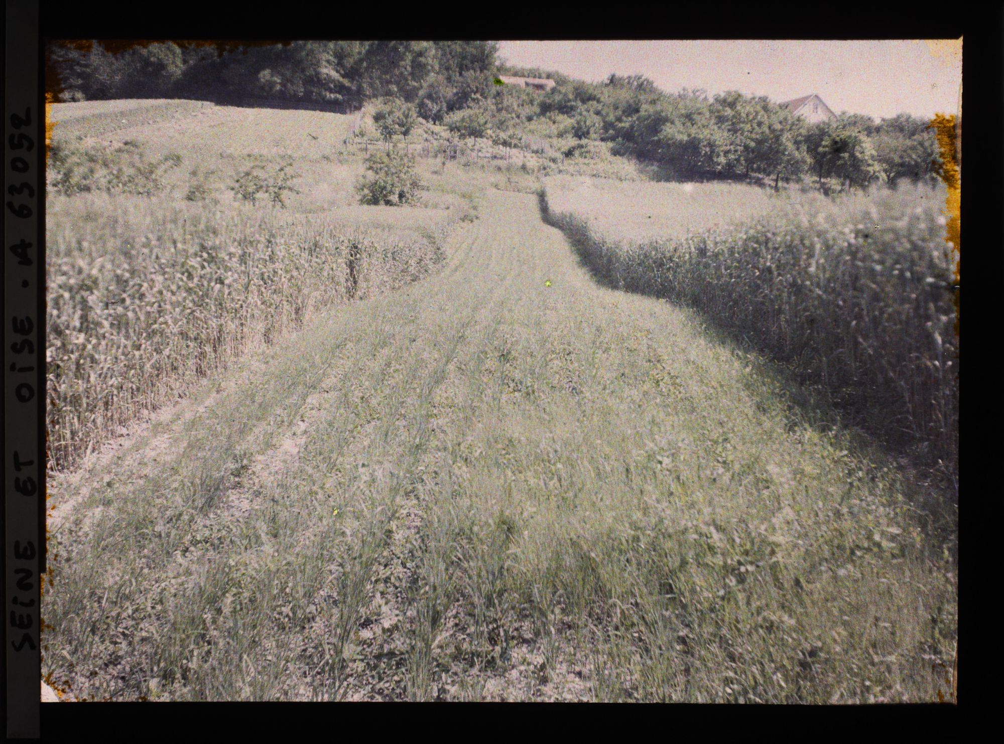 Image représentant Ile de France, Triel, Champ de poireaux entre deux champs de blé