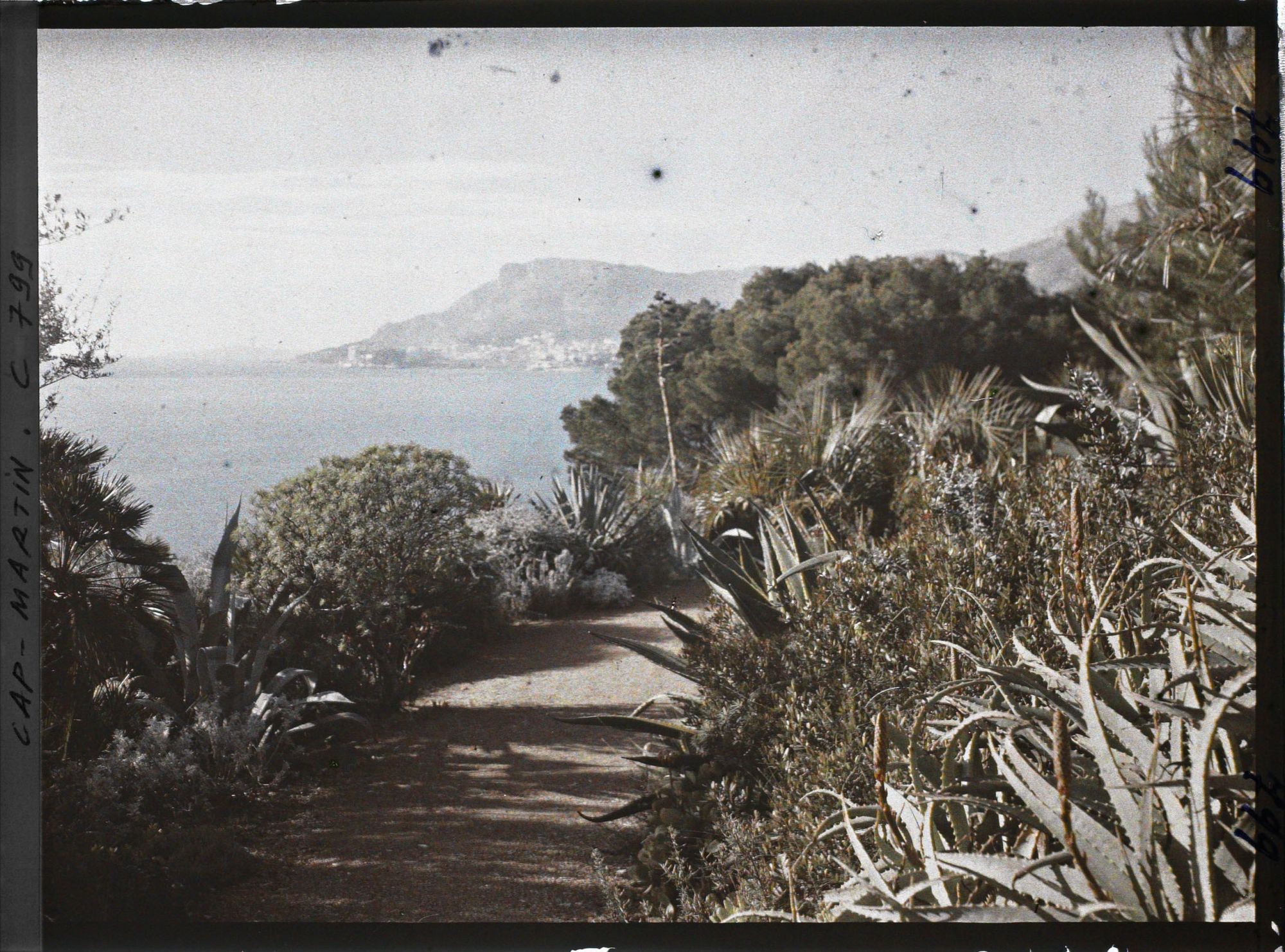 Image représentant le jardin . abords de Miramar