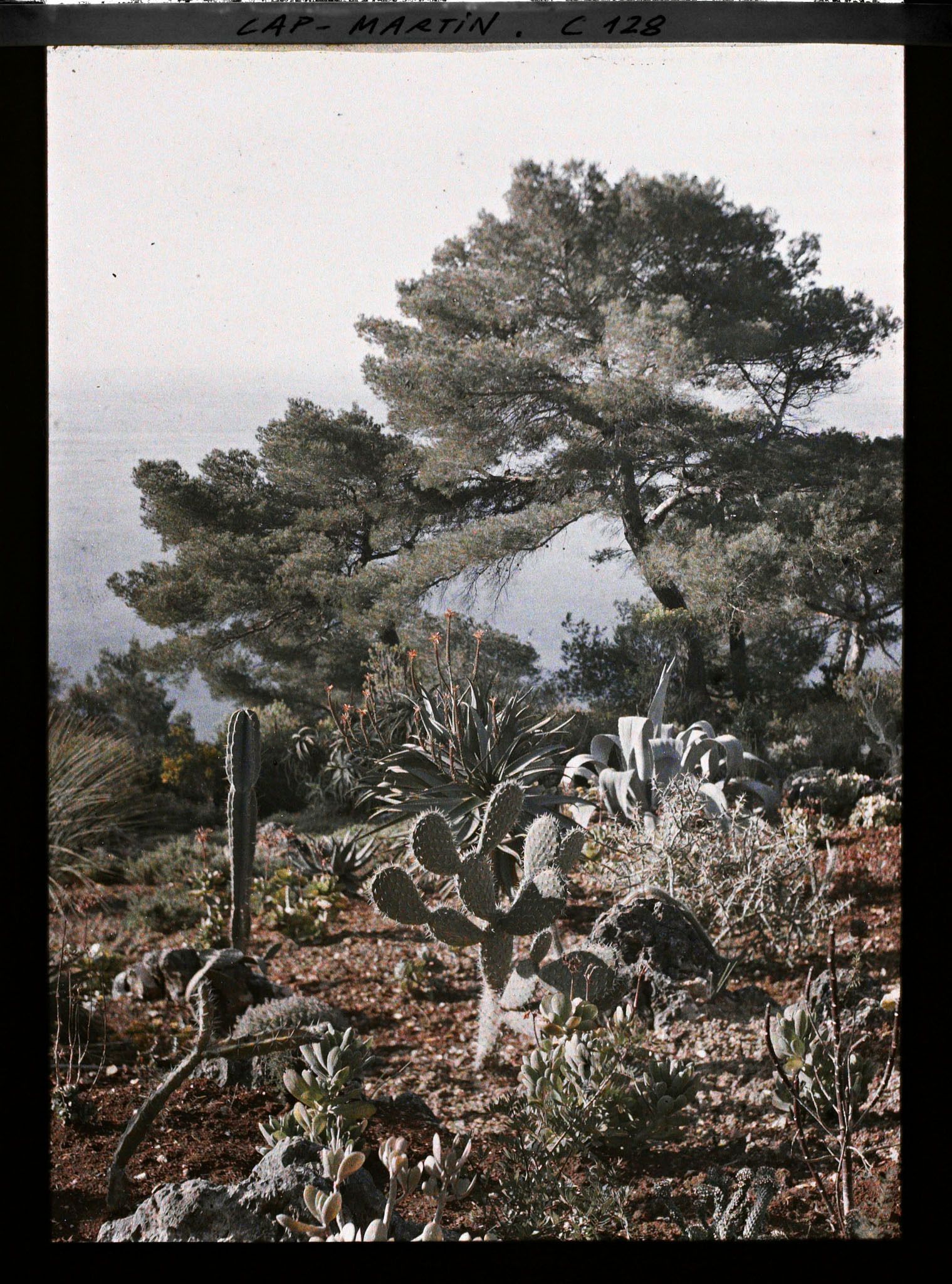 Image représentant Le jardin