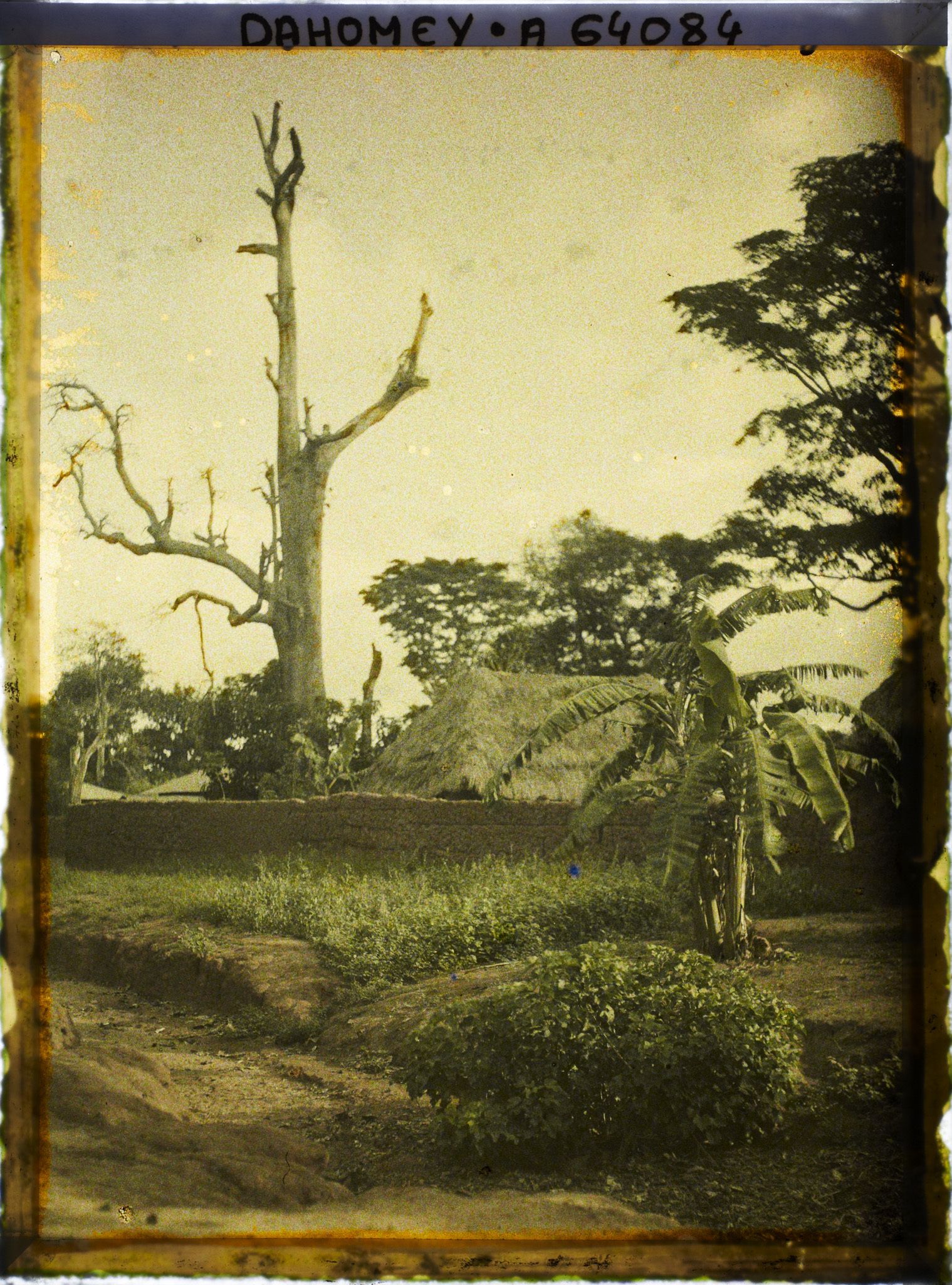 Image représentant Dans le village indigène, un chronoxyle d'Iroko (ou milicia exclesa) sacré ou arbre fétiche