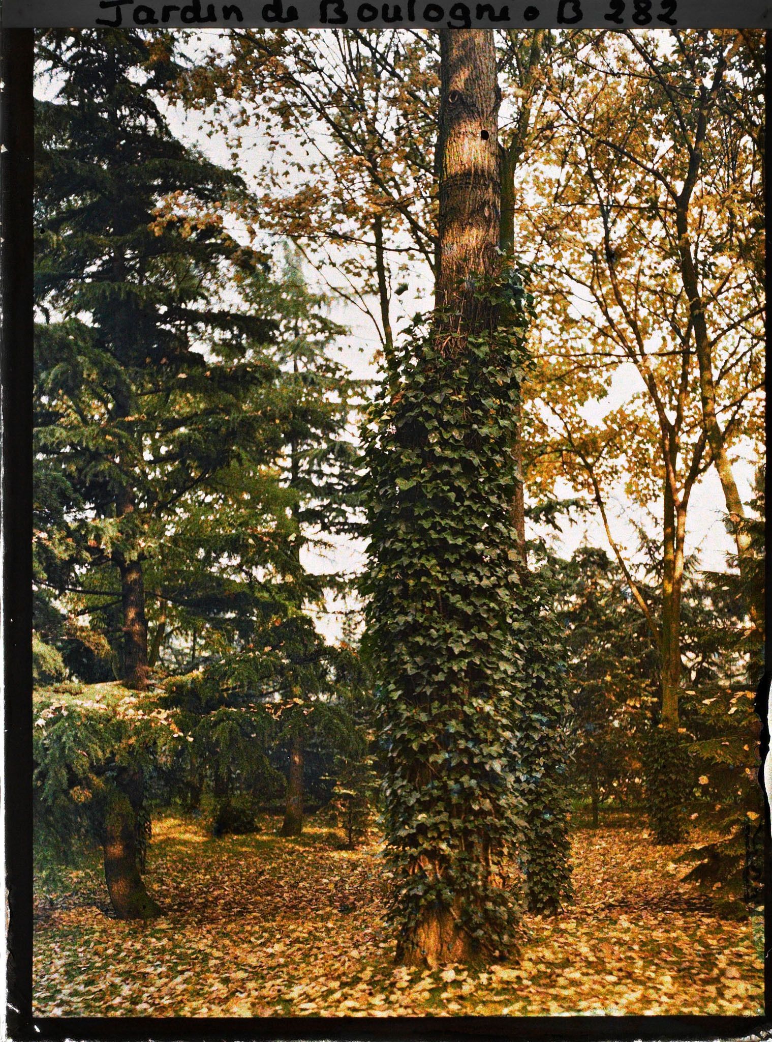 Image représentant Effet d'automne à promiximité de la Grande Pelouse