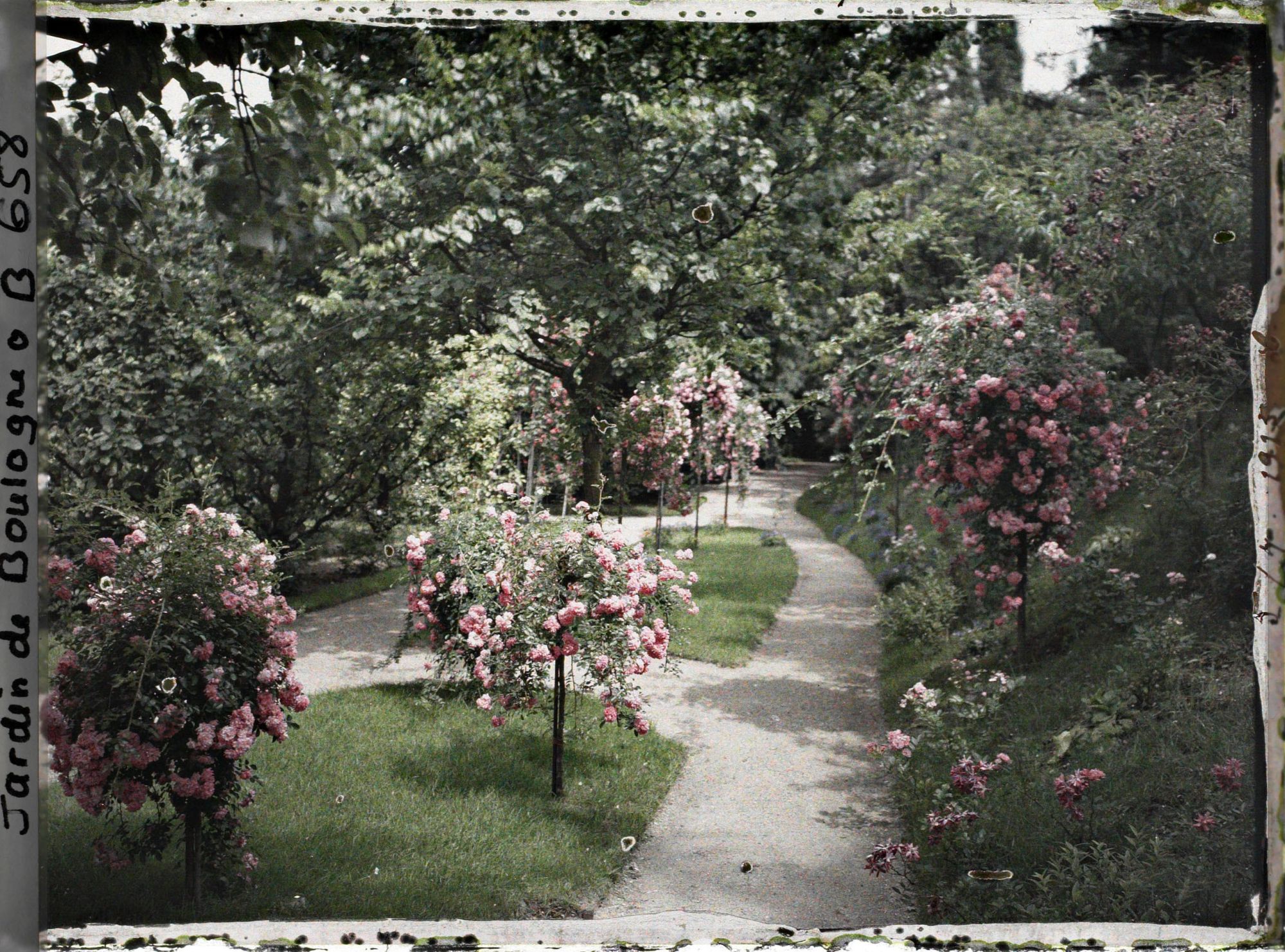 Image représentant Parterres fleuris au centre de l'allée située au sud du verger-roseraie, vus en direction de l'est