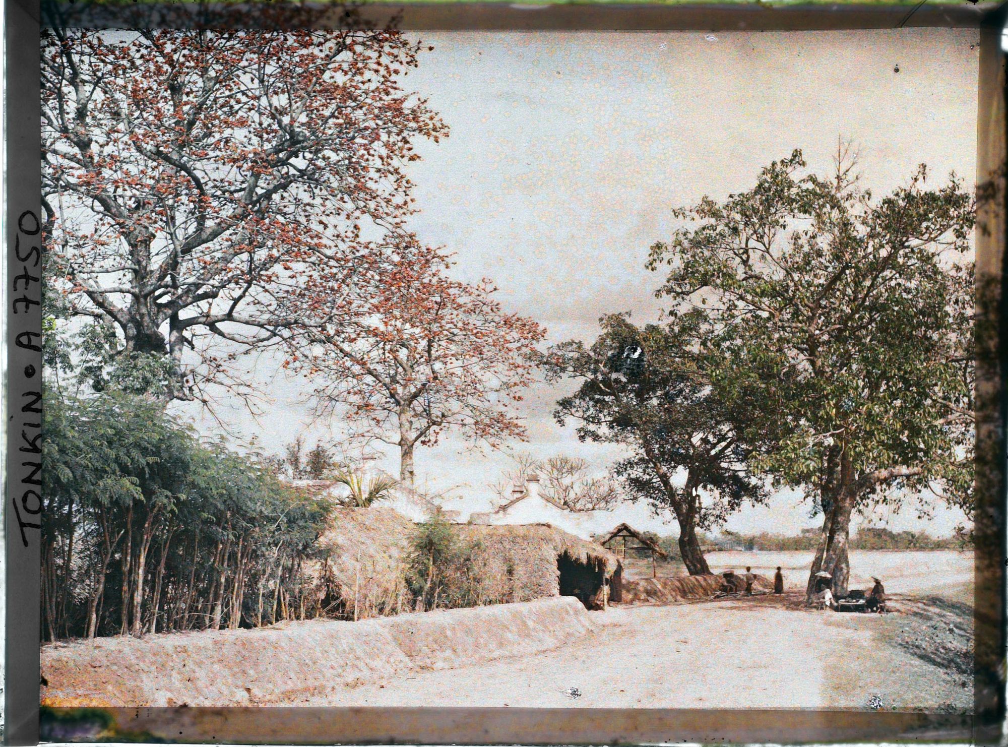 Image représentant Des kapokiers en fleurs aux abords d'un village, le long de la route