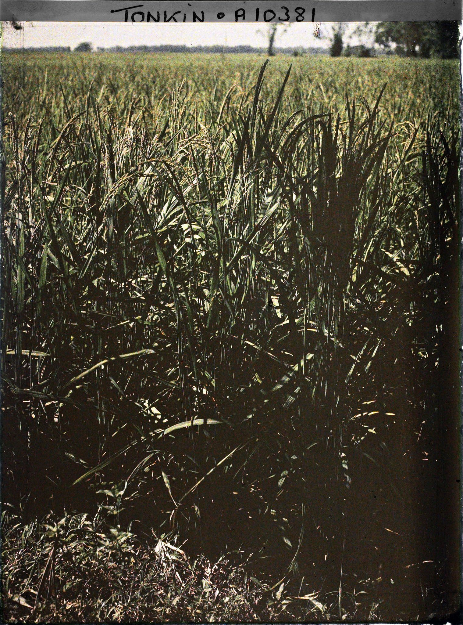 Image représentant Du riz sur pied, peu avant la moisson