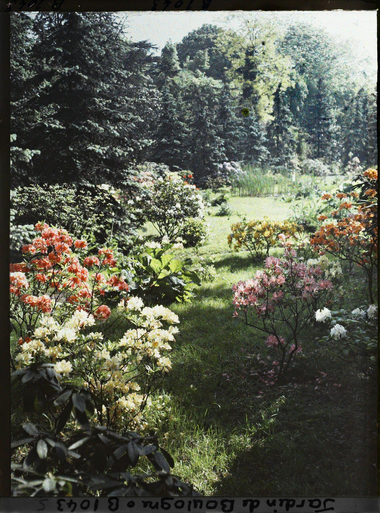Image représentant Azalées dans la forêt bleue, à l'arrière-plan le marais