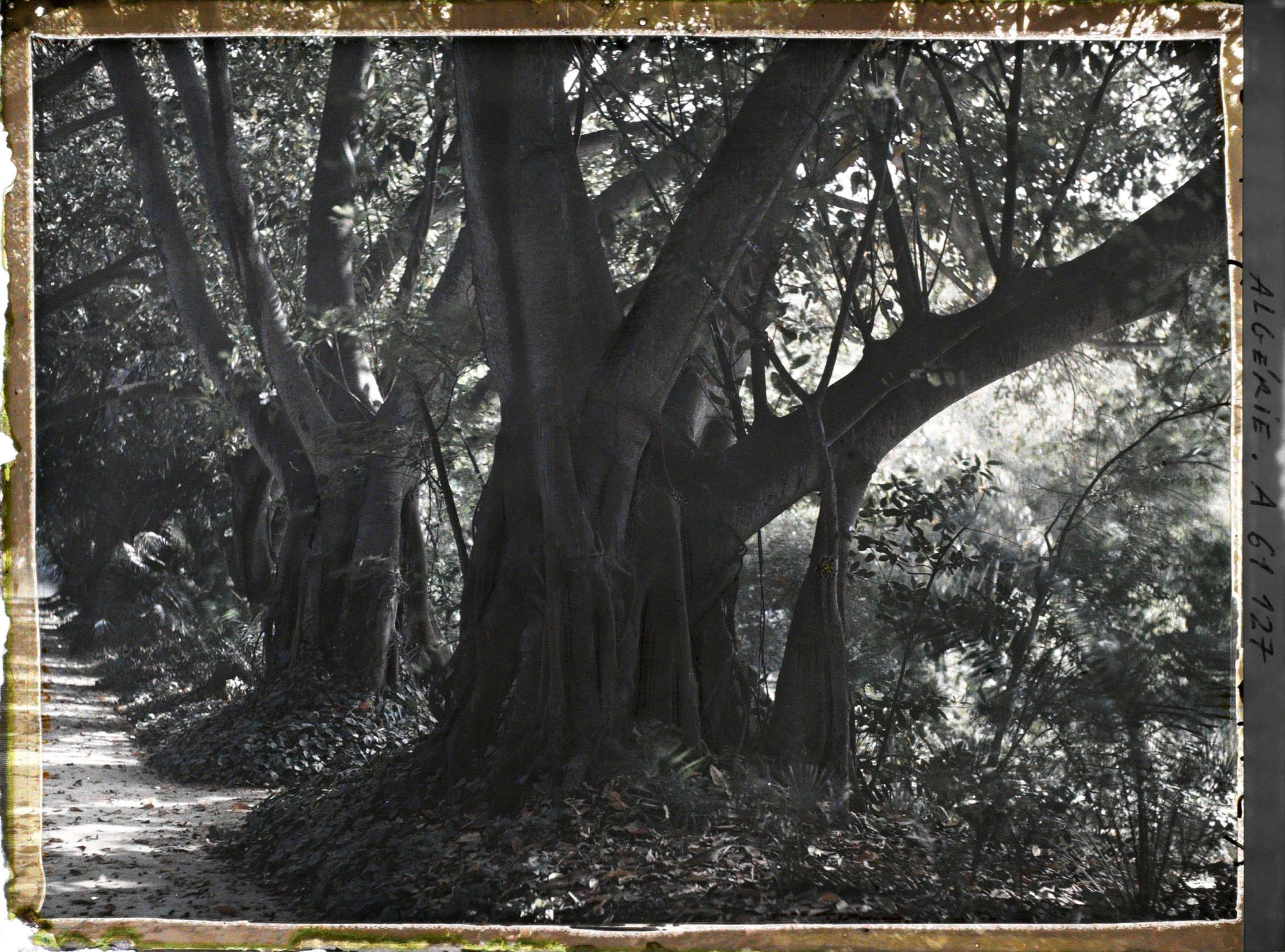 Image représentant Ficus dans le jardin d'Essais