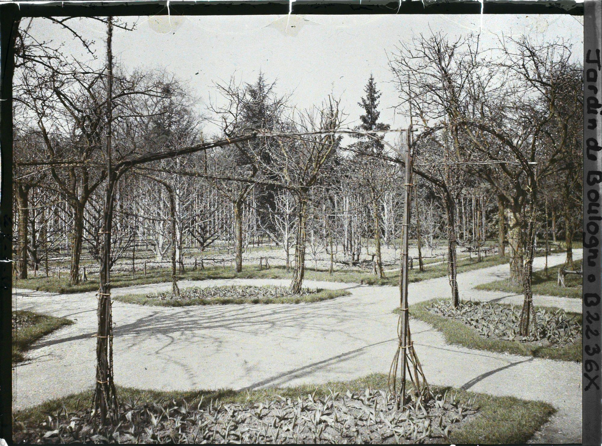 Image représentant Partie du verger-roseraie vue vers le nord-ouest, depuis le rond-point proche du jardin français