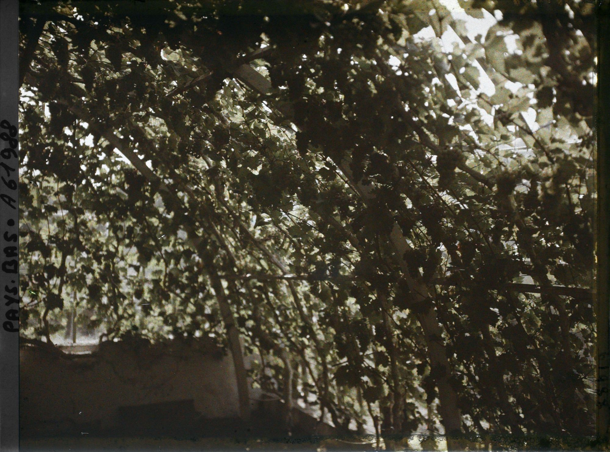 Image représentant Hollande, La Haye, Vigne forcée dans la Serre de M. Loudon