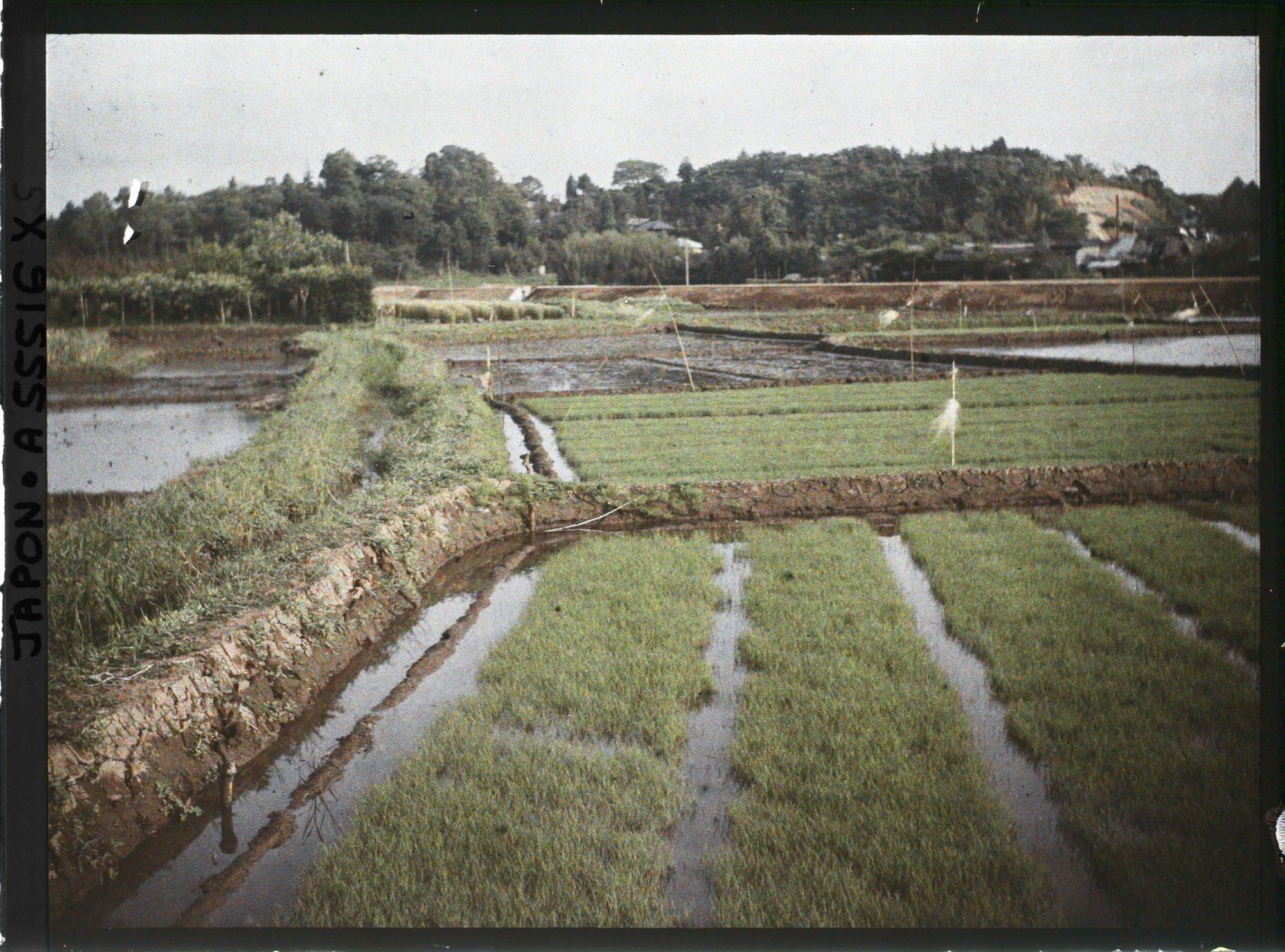 Image représentant Rizières